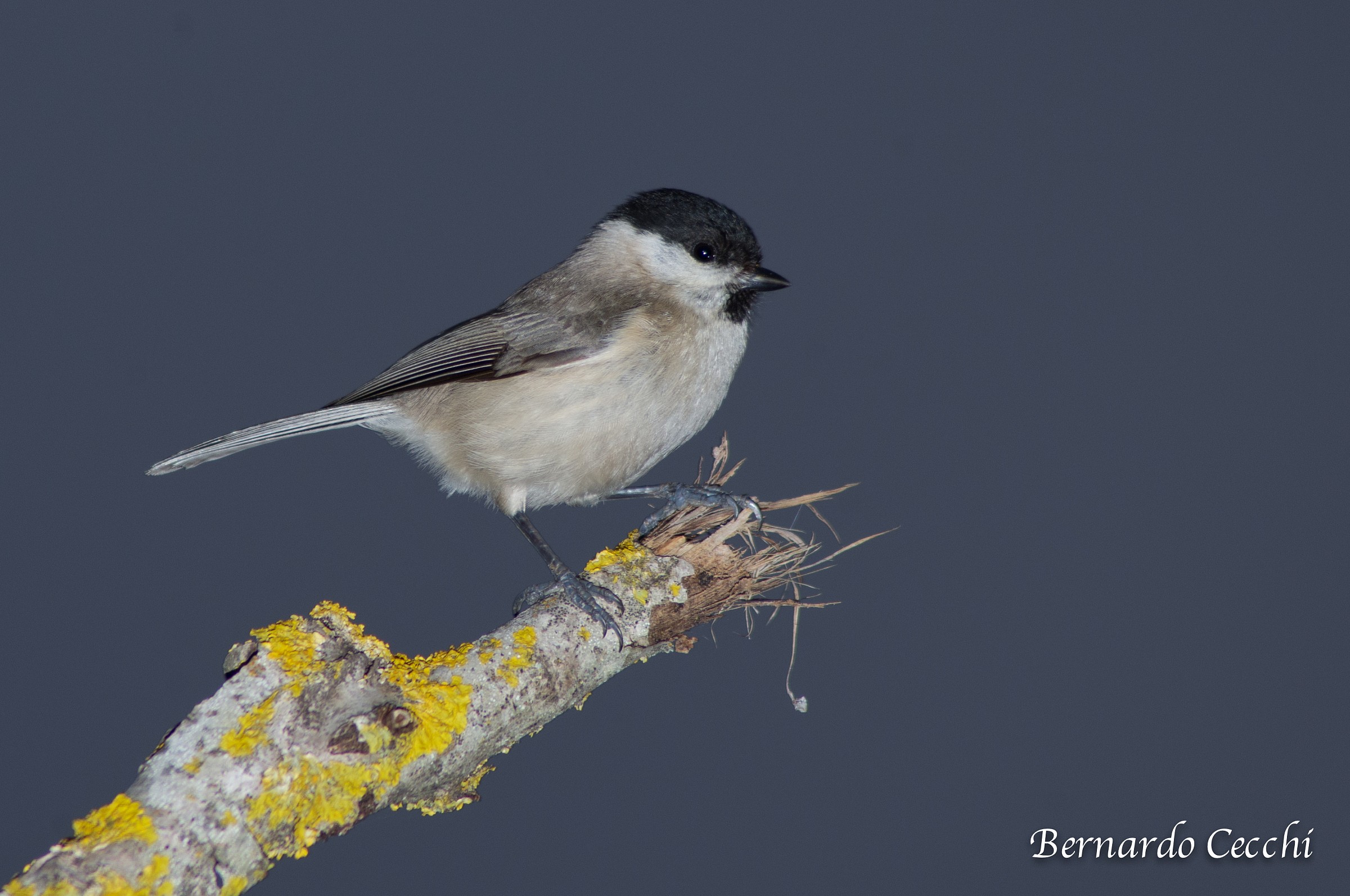 willow tit