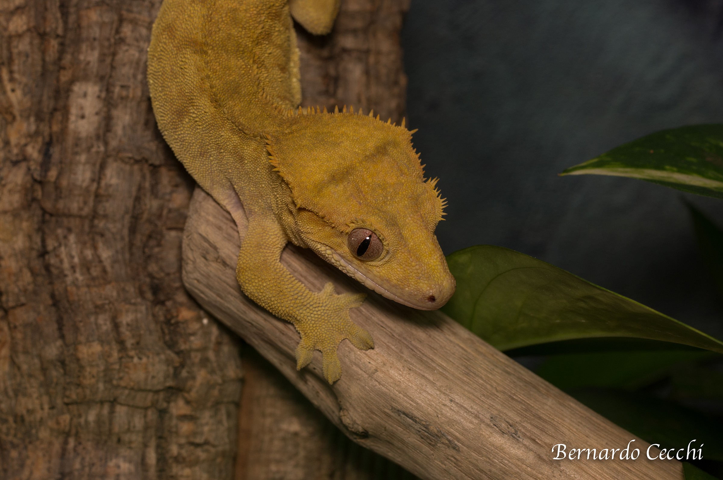 Rhacodactylus ciliatus