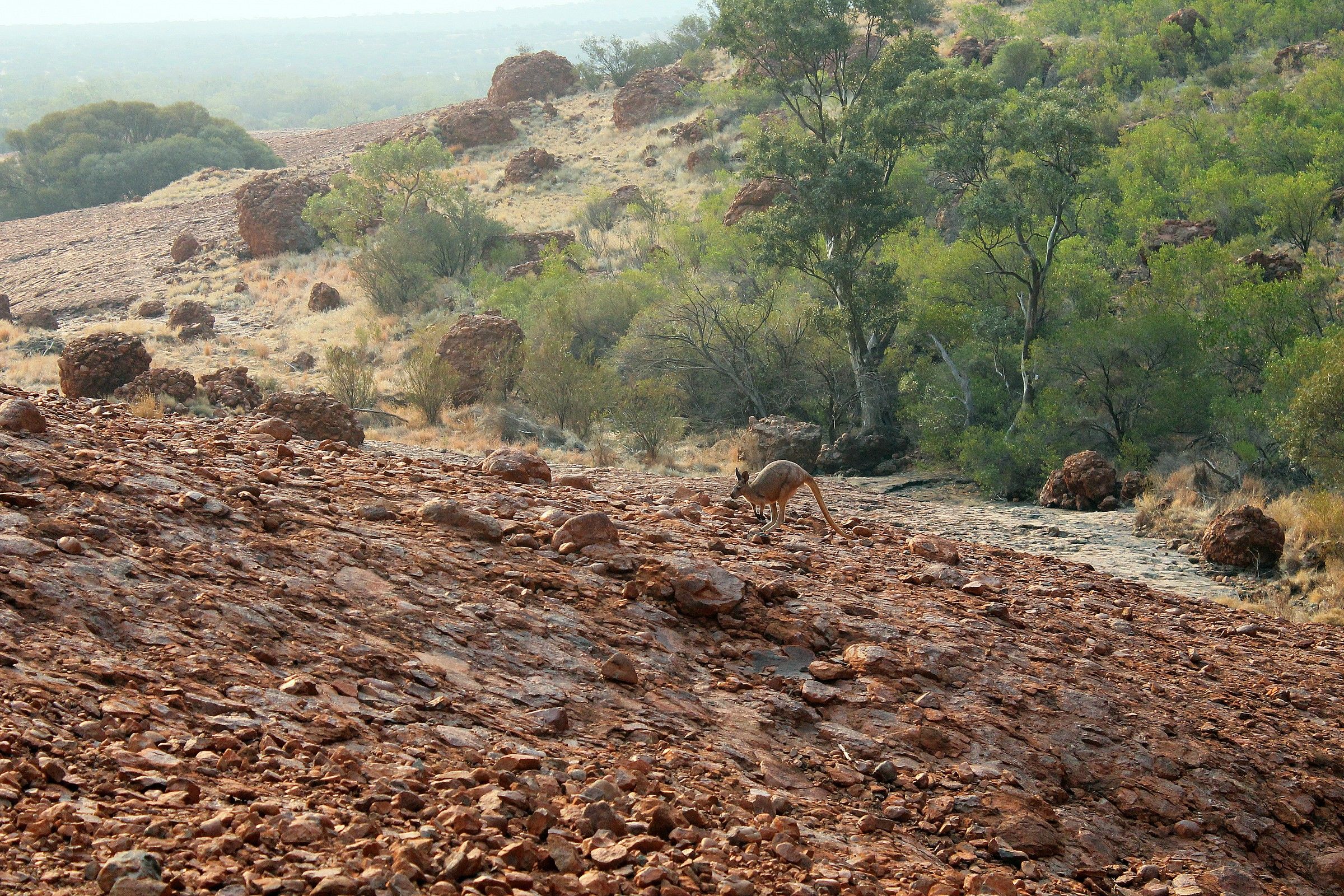 a qualcuno piace saltellare