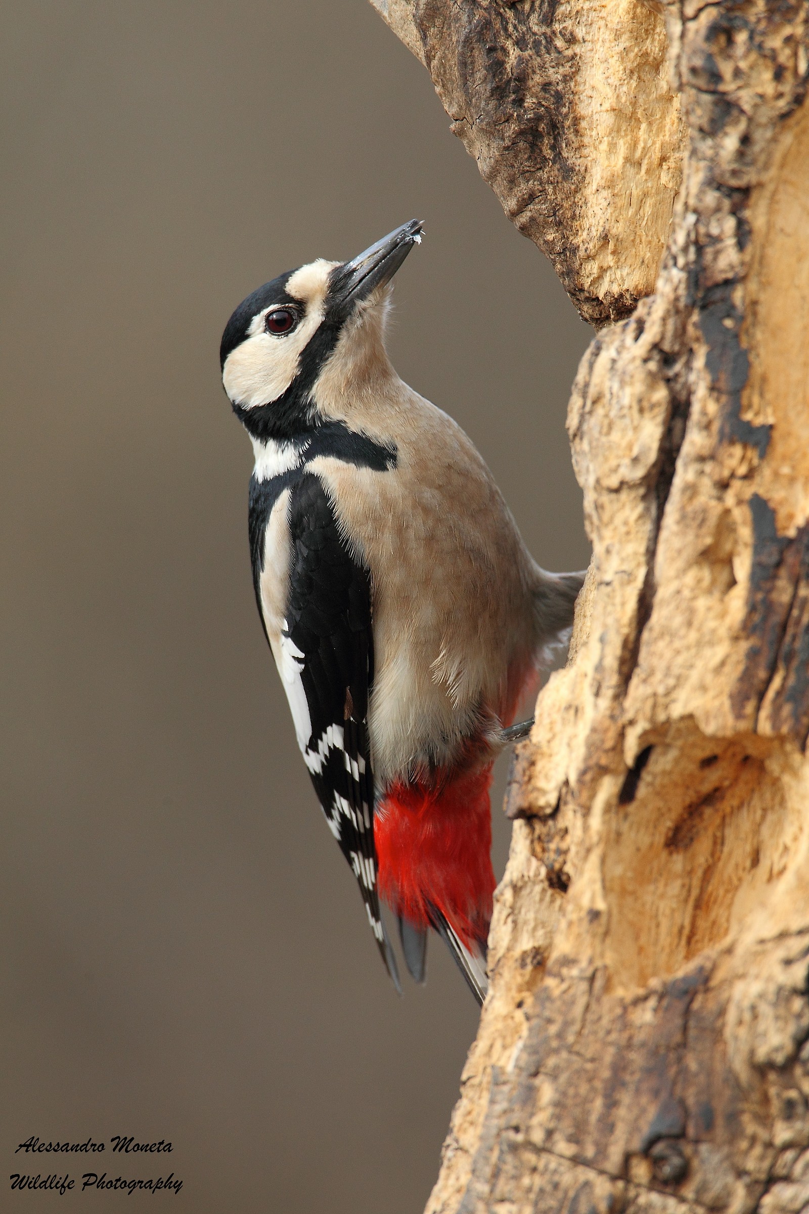 Great Spotted Woodpecker female