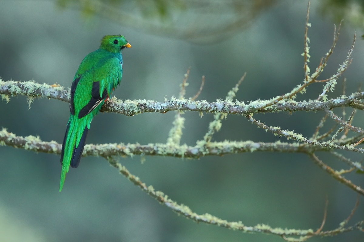 Quetzal splendente