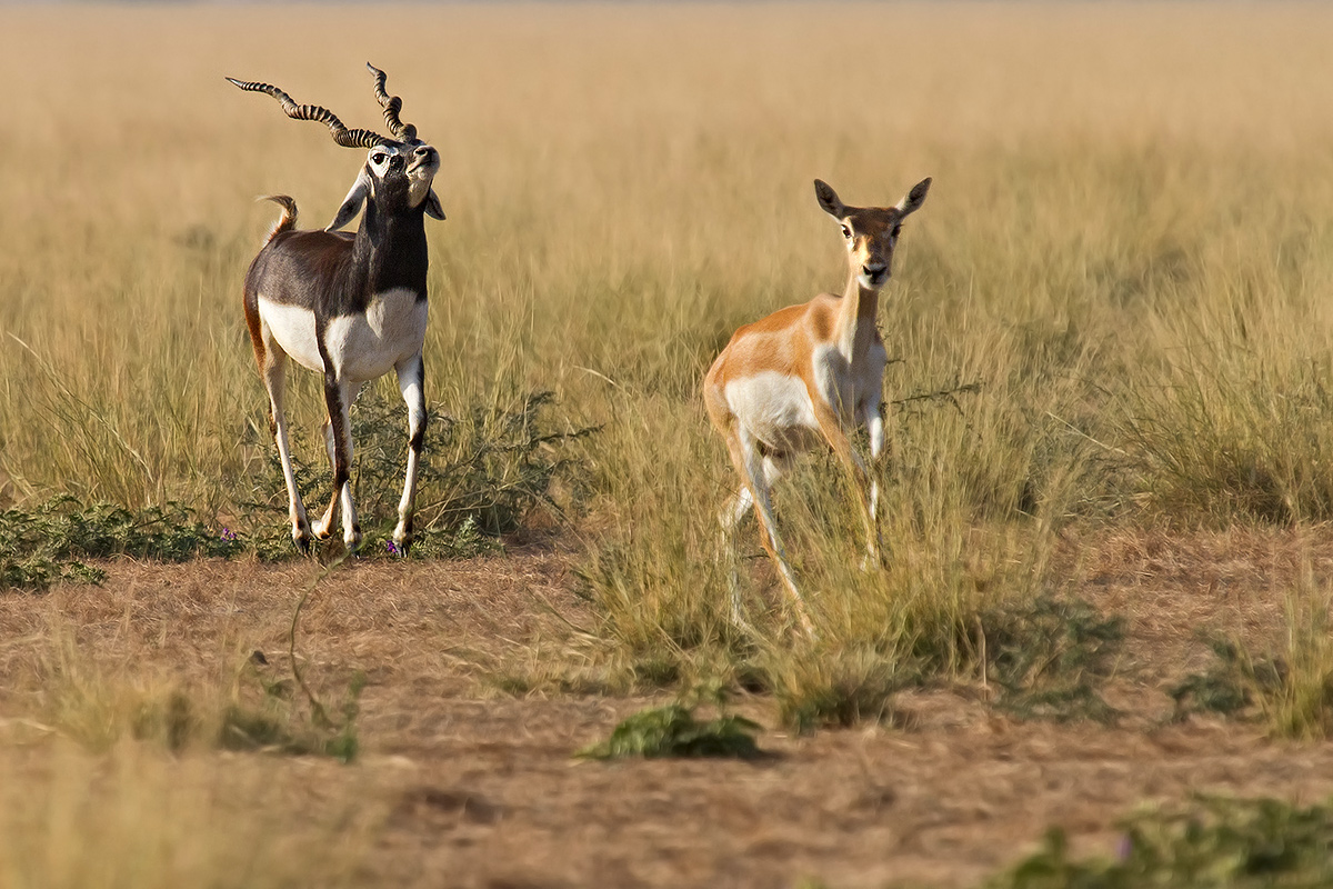 Blackbuck