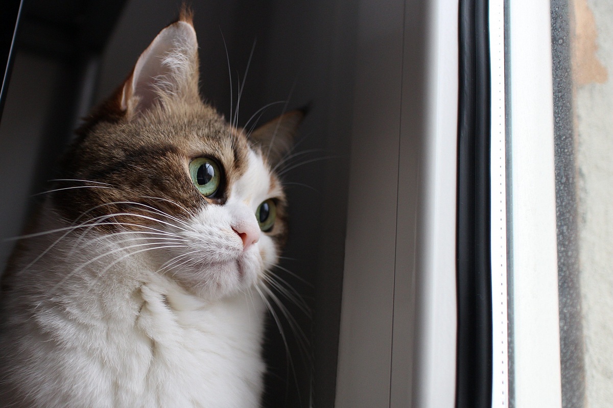 sorbole che vetro lercio