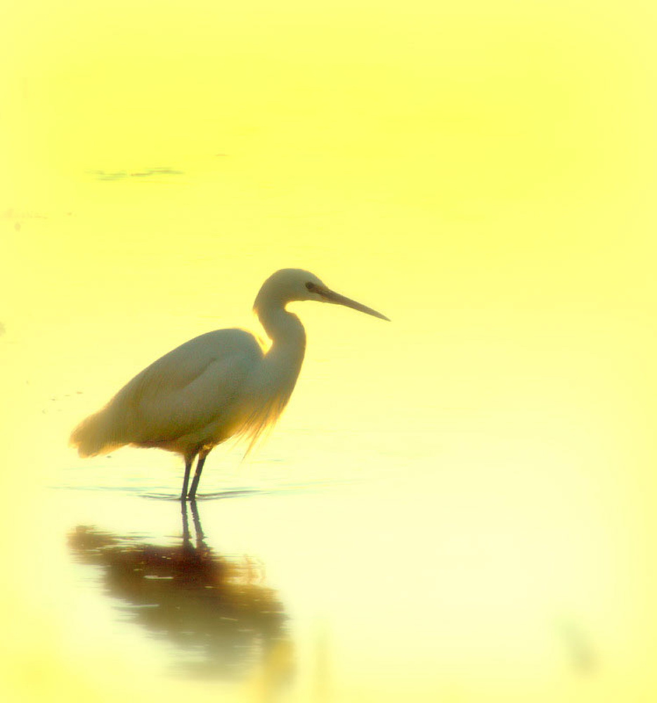 egret