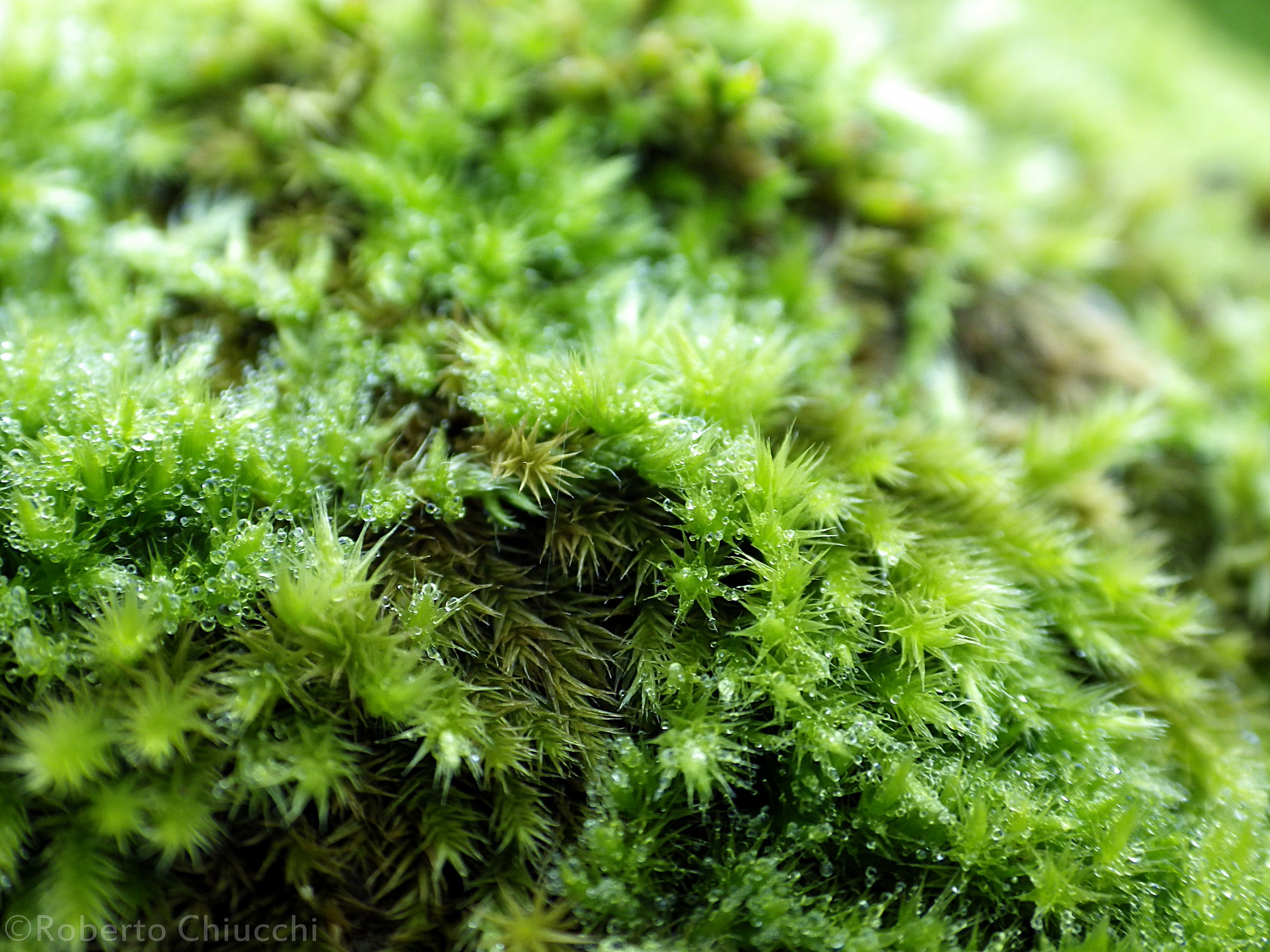 Moss