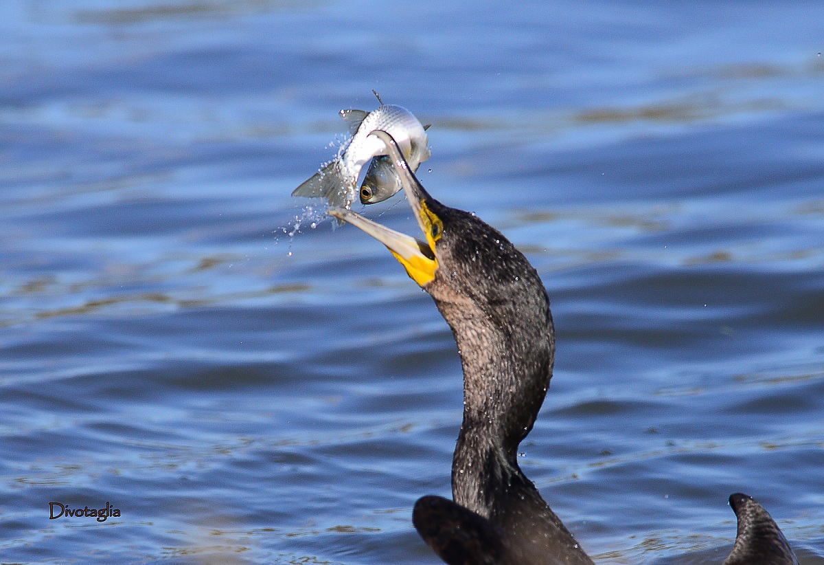 Cormorant (Phalacrocorax carbo)