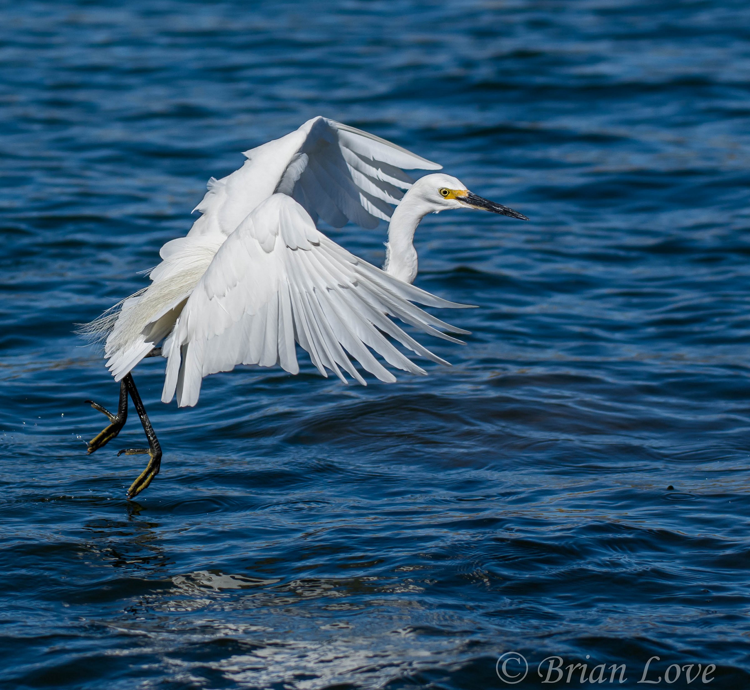 Intermediate Egret