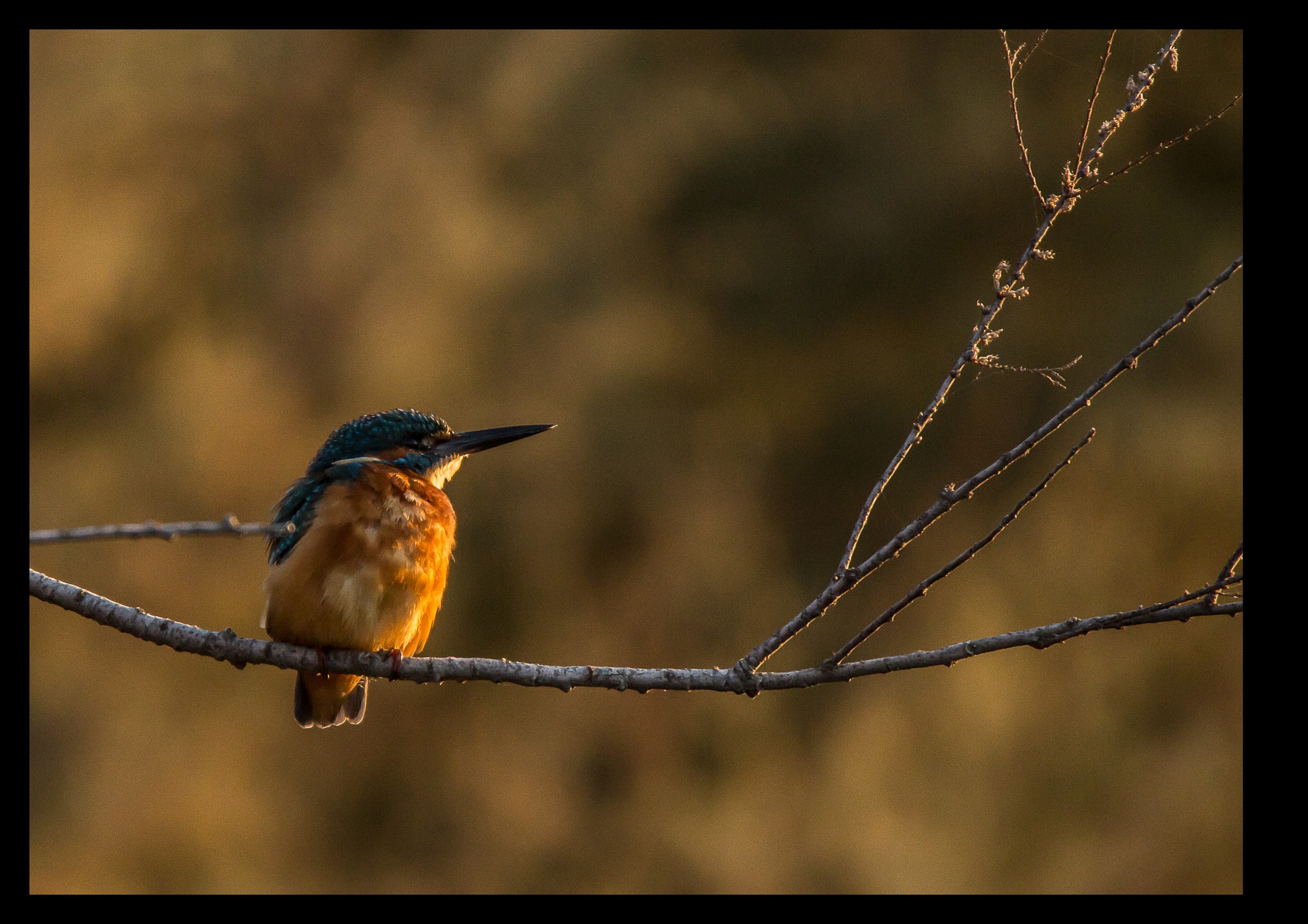 Kingfisher 3