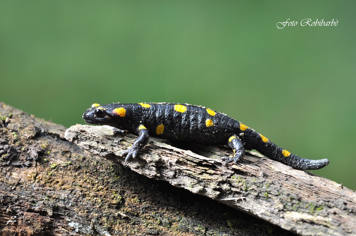 Salamandra.....