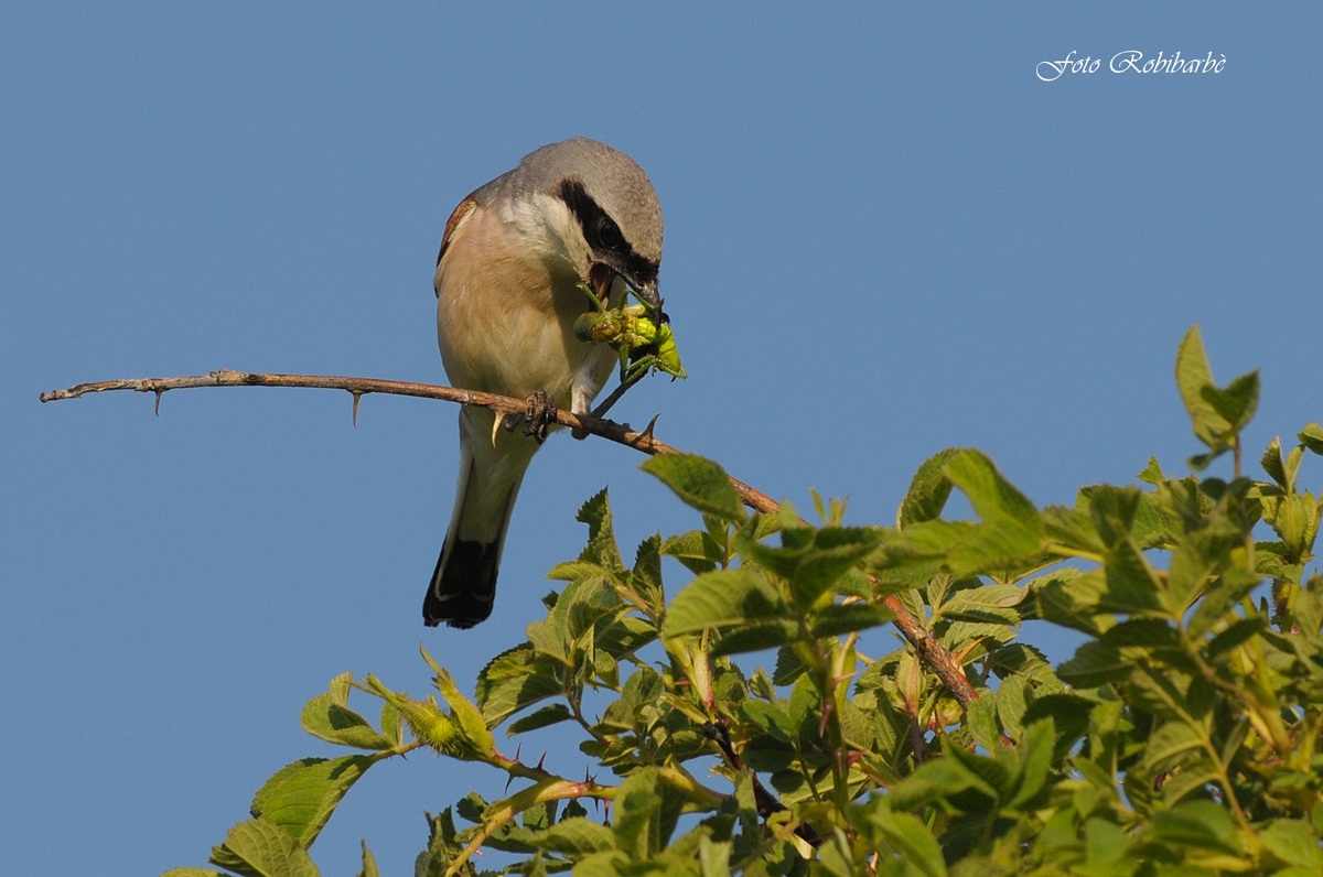Averla piccola...il colpo fatale...