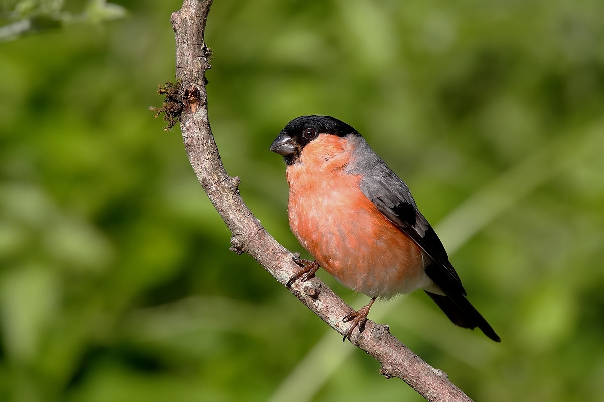 bullfinch