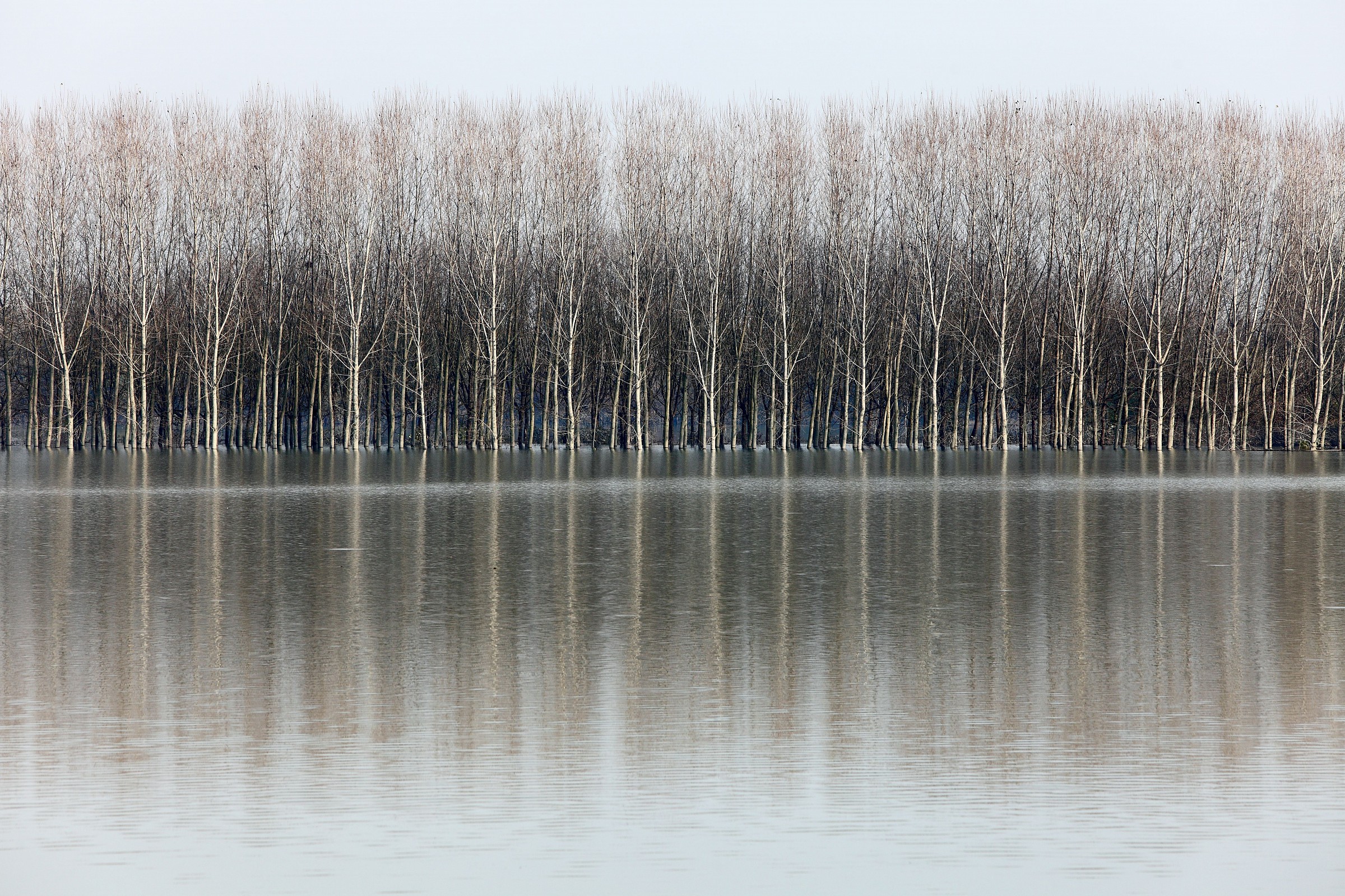 Pioppi in golena di Panaro allagata