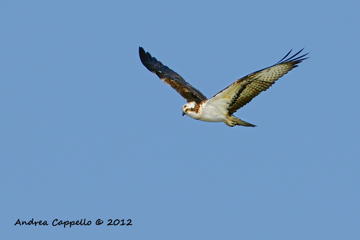 osprey ..