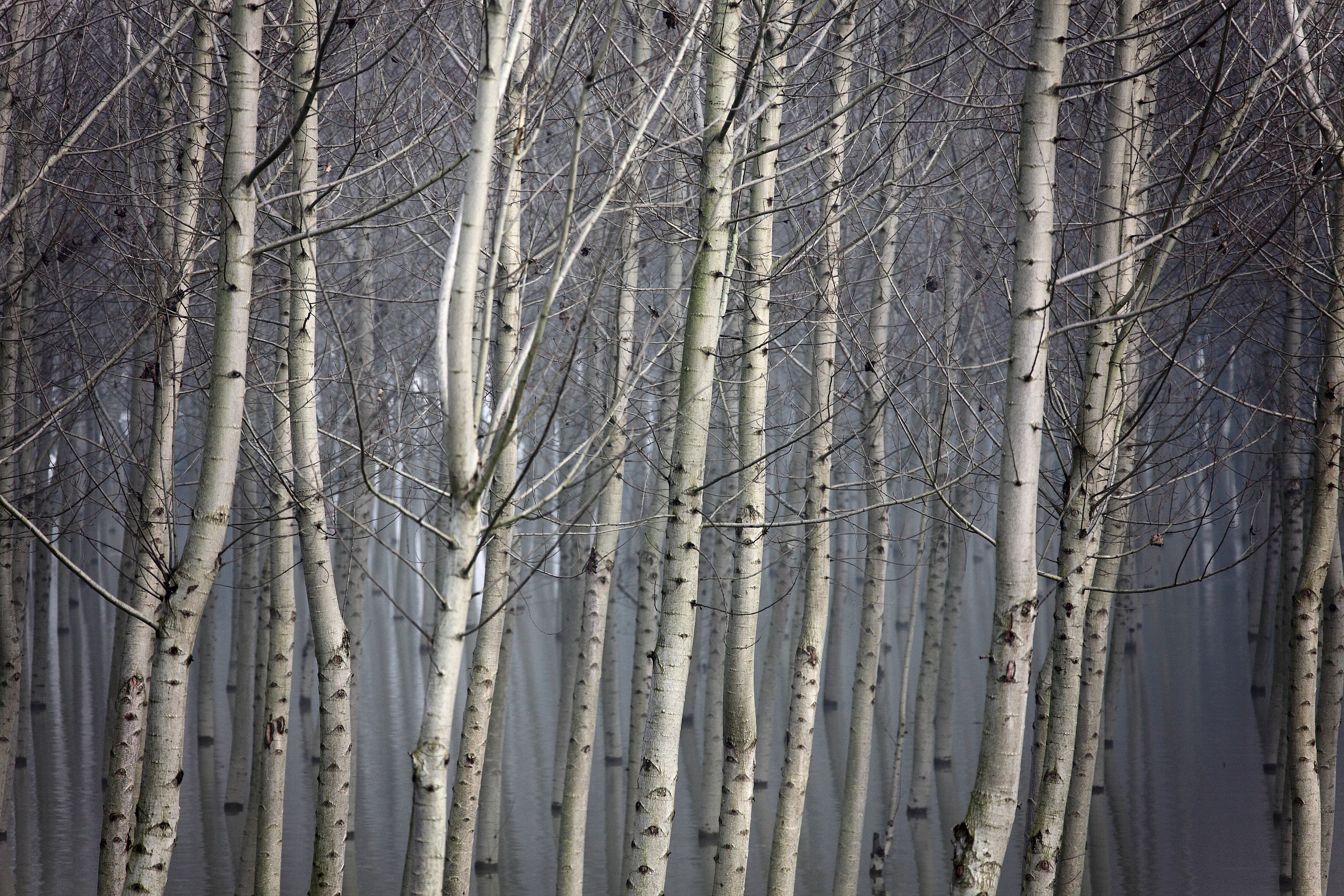 Poplars in the flood plain flooded