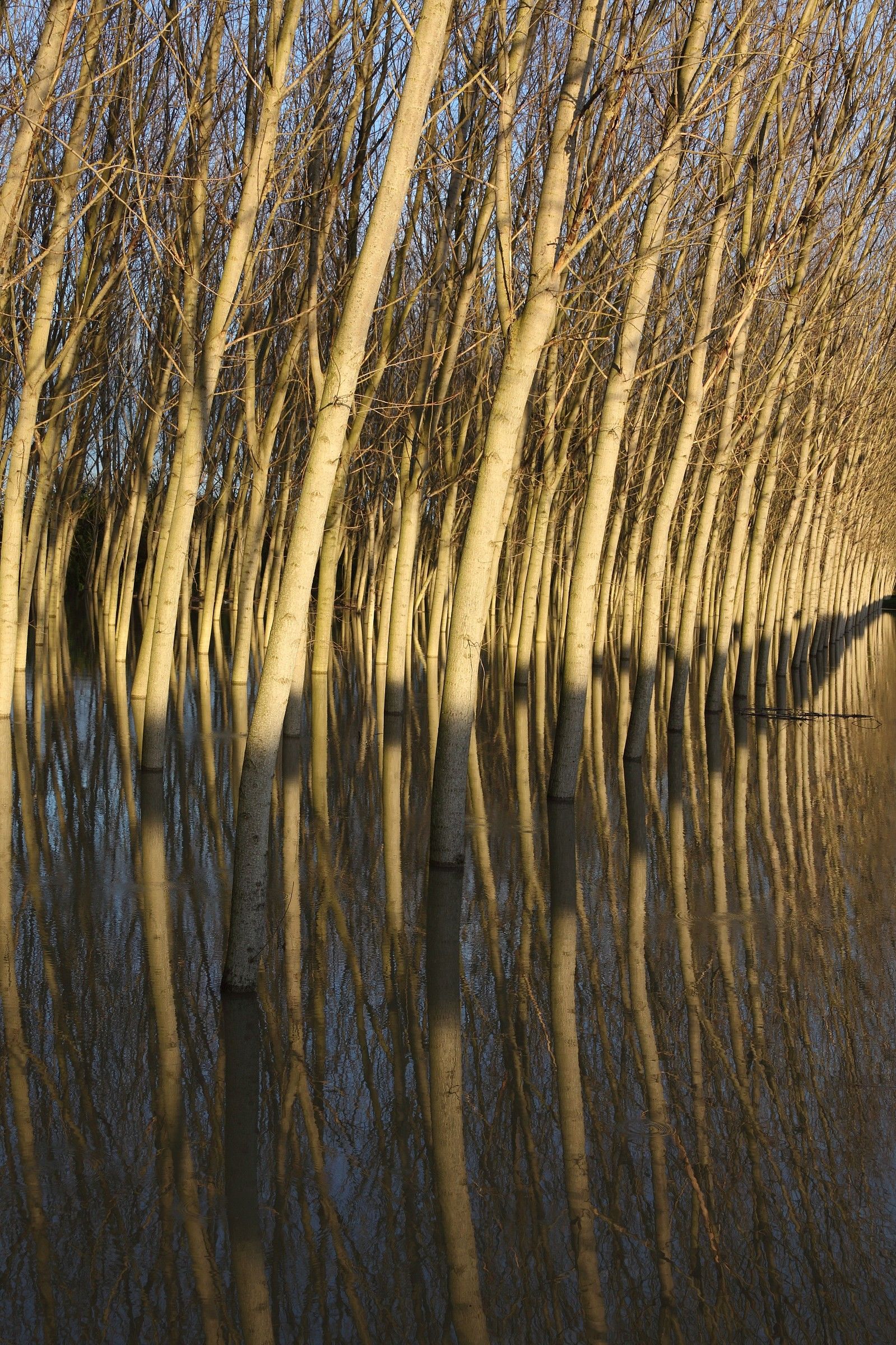 Pioppi nella golena allagata