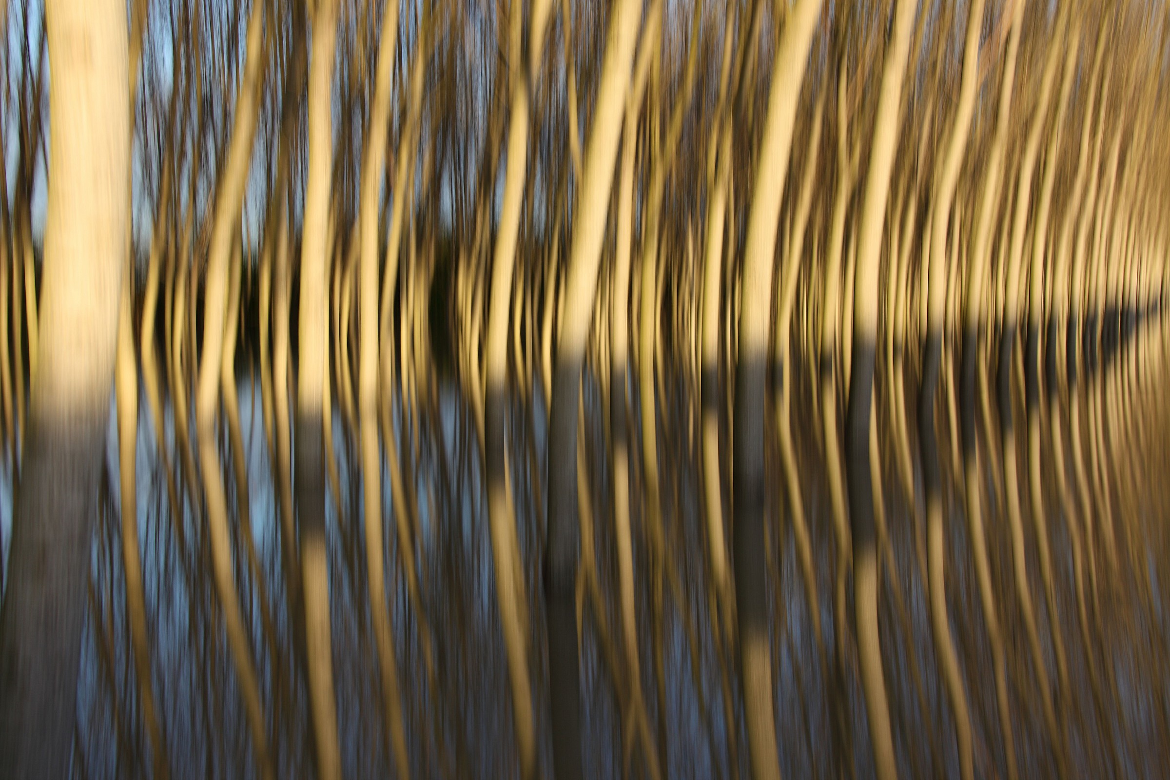 Poplars in the flood plain flooded