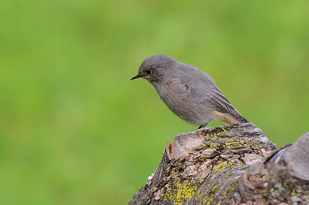 Black Redstart 1