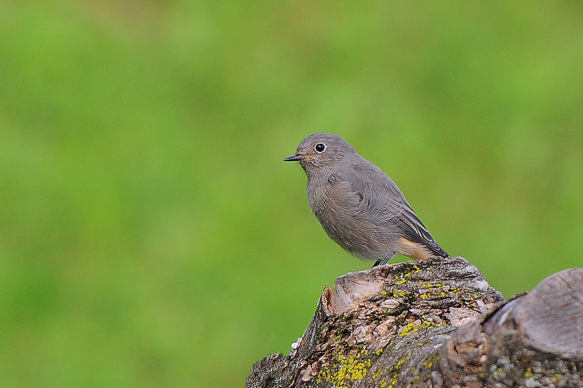Black Redstart 2