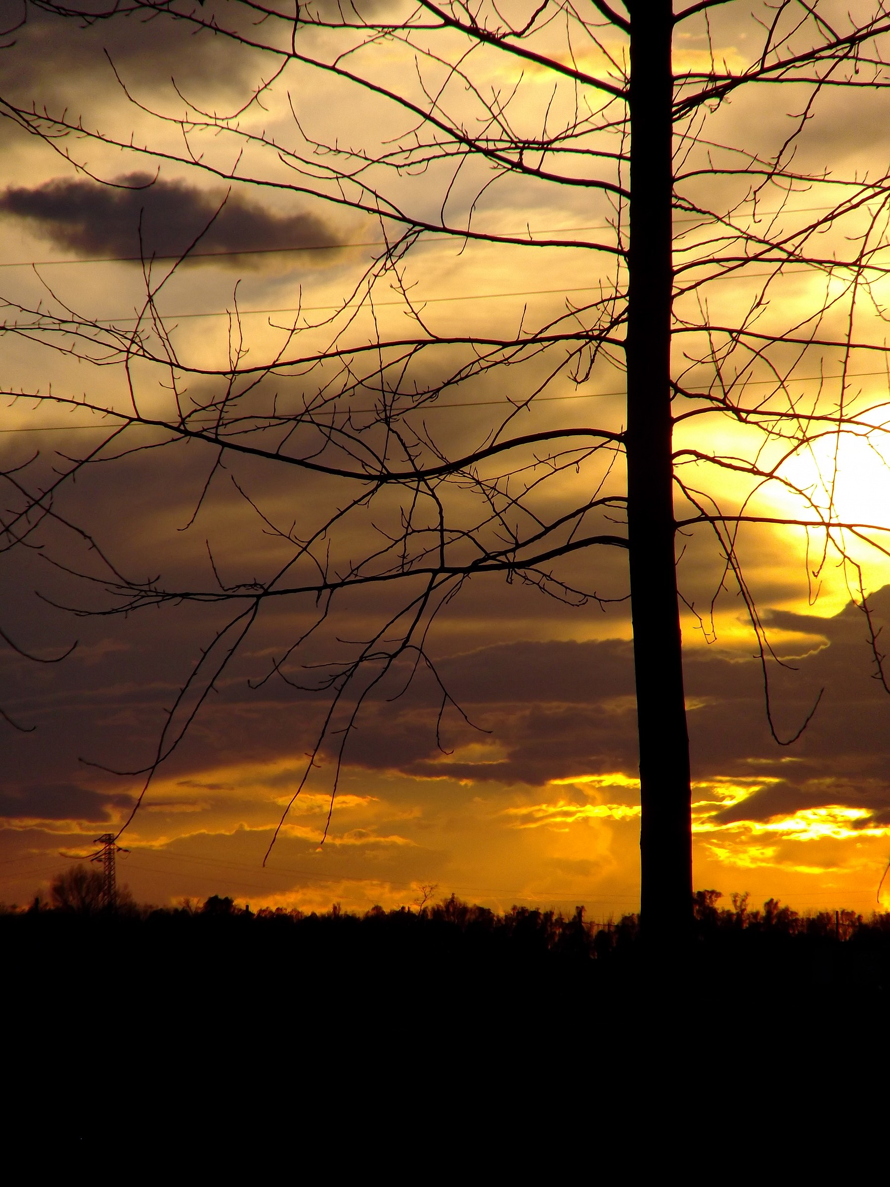 The tree and the sunset