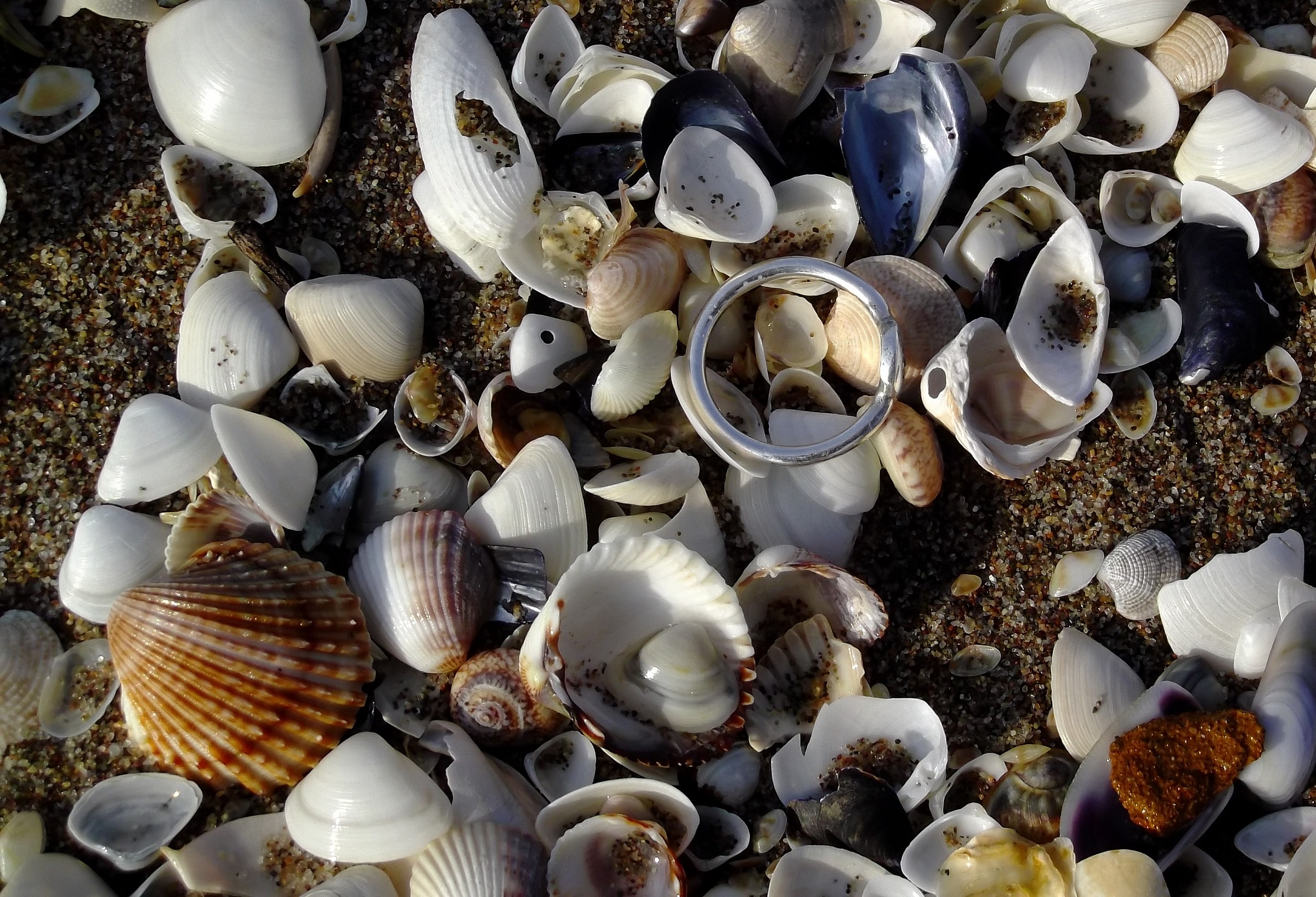 The ring on the beach