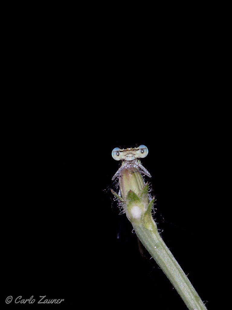 Platychnemis pennipes