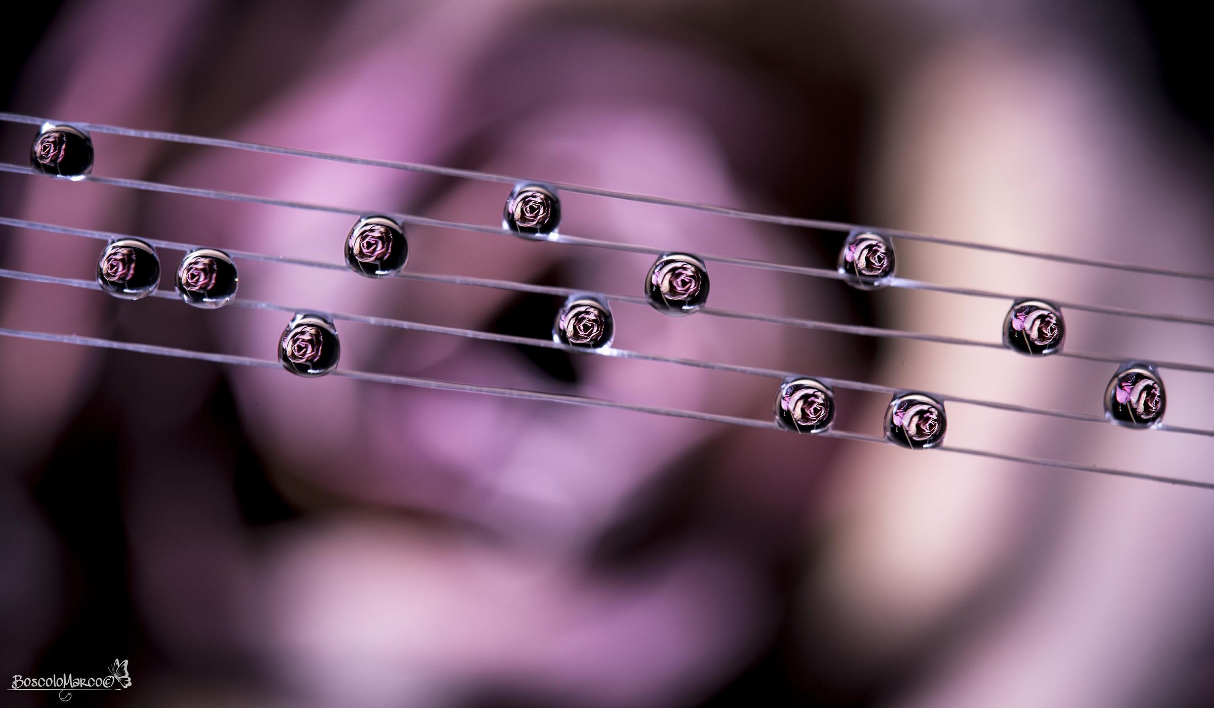 Musica all'acqua di rose