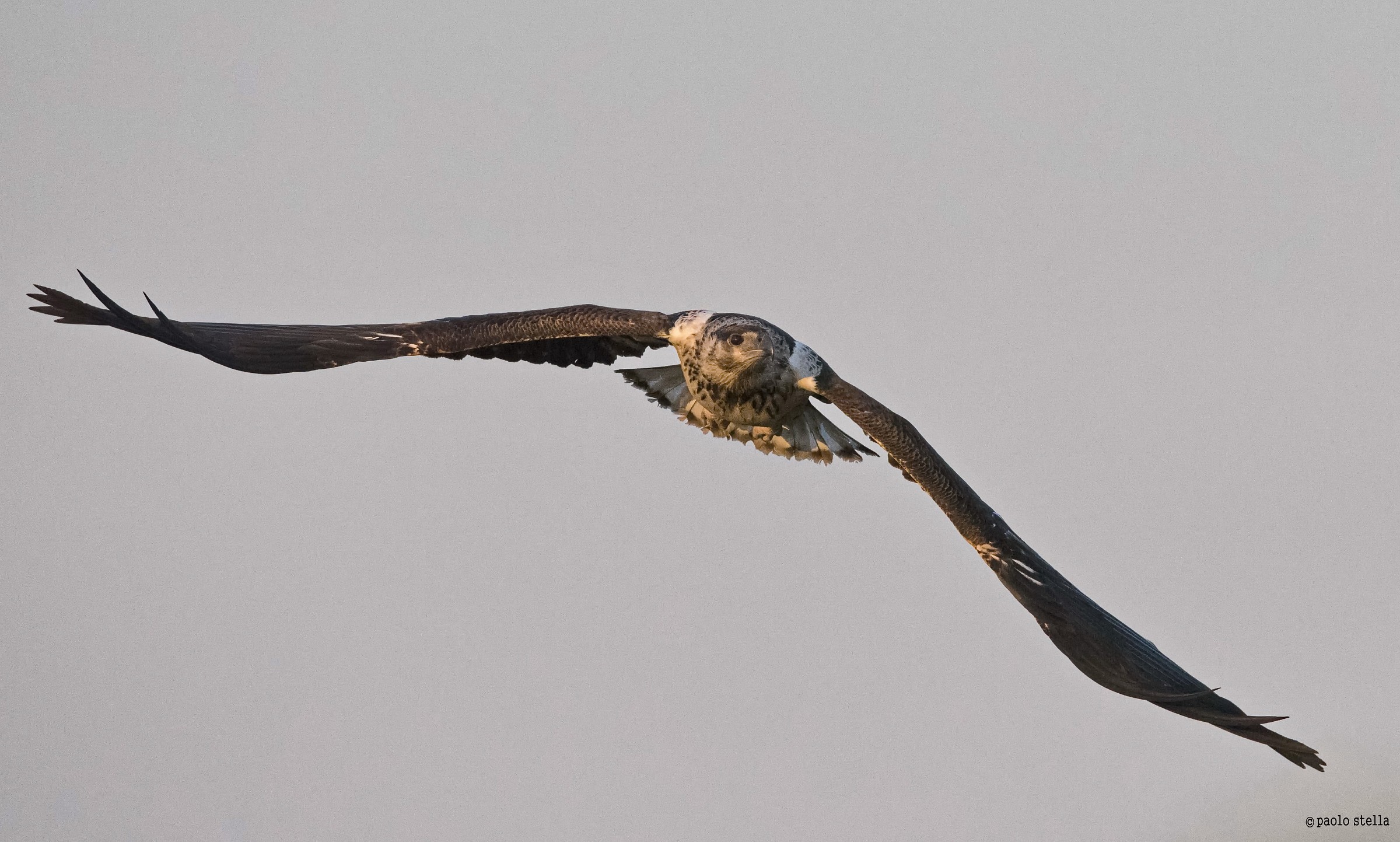 Juvenile African Fish Eagle (Haliaeetus vocifer)