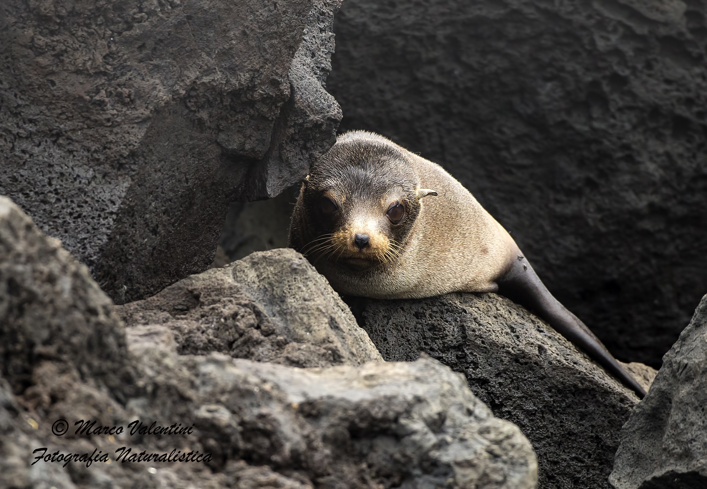 Galapagos fur-seal