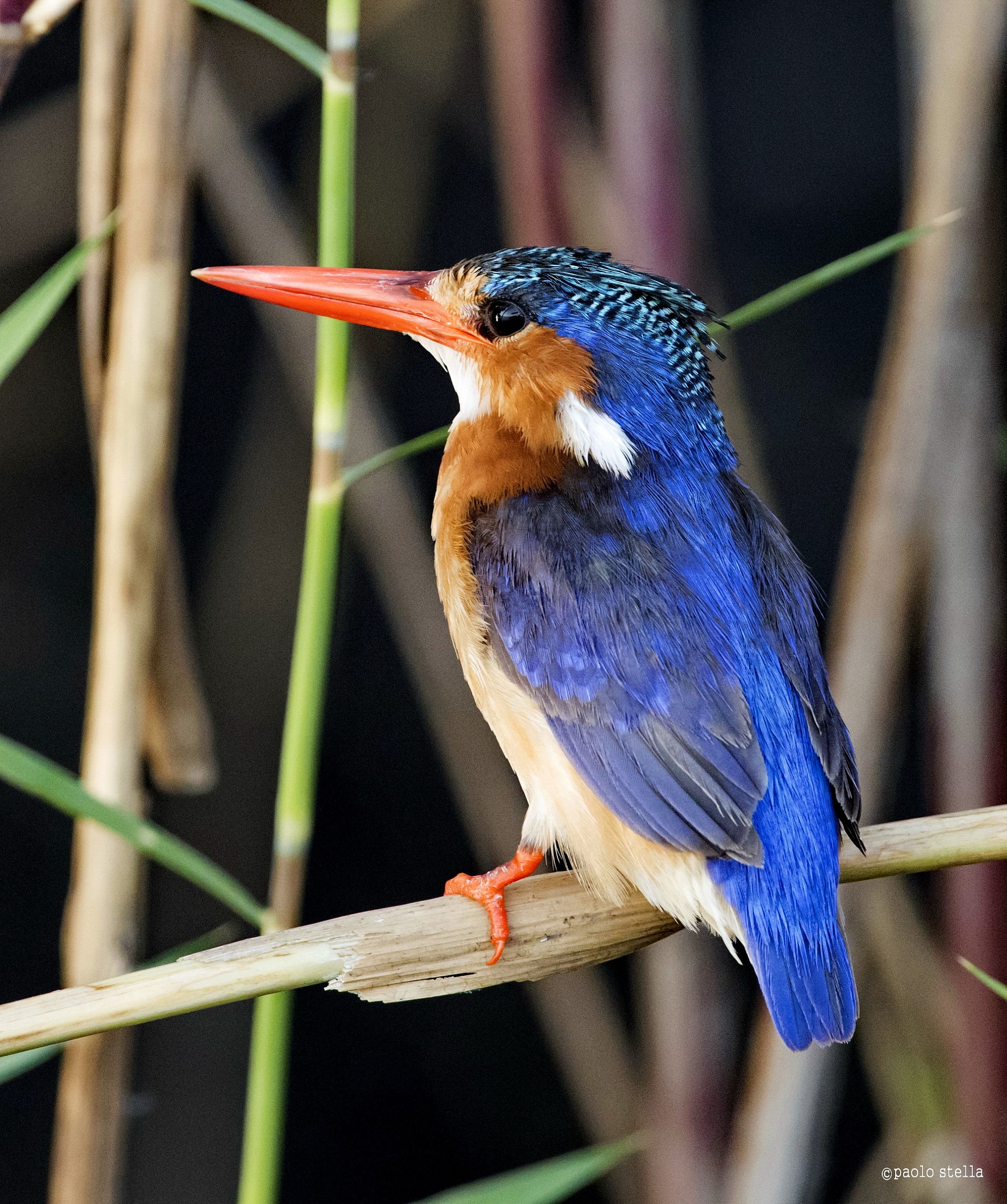 Malachite Kingfisher (Alcedo cristata) - 1