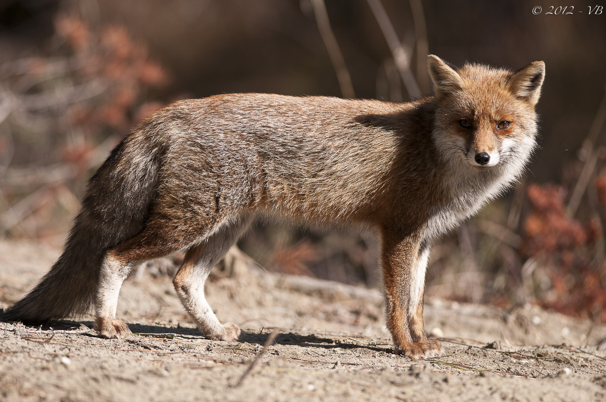 Volpe Parco Uccellina - Maremma