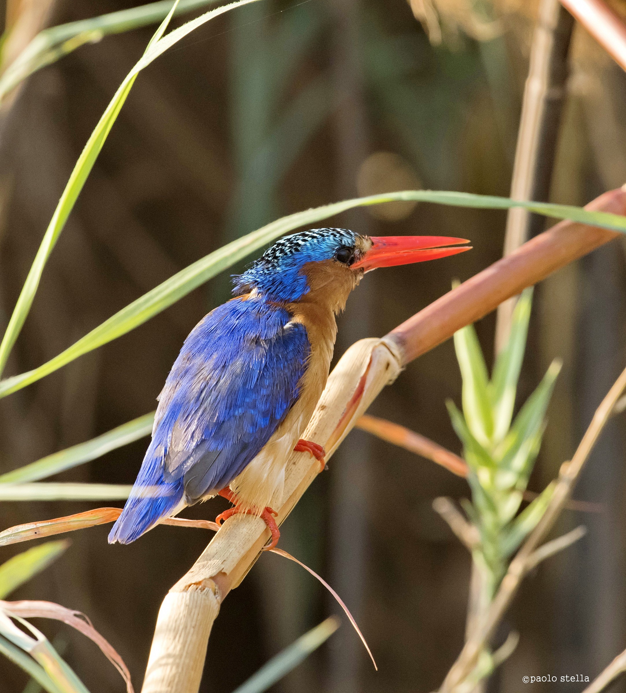 Malachite Kingfisher (Alcedo cristata) - 2