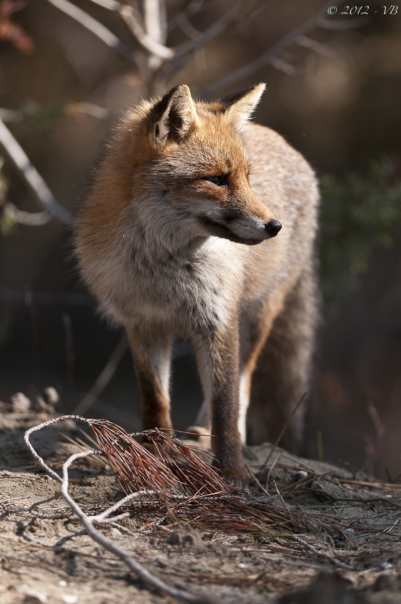 Volpe Parco Uccellina