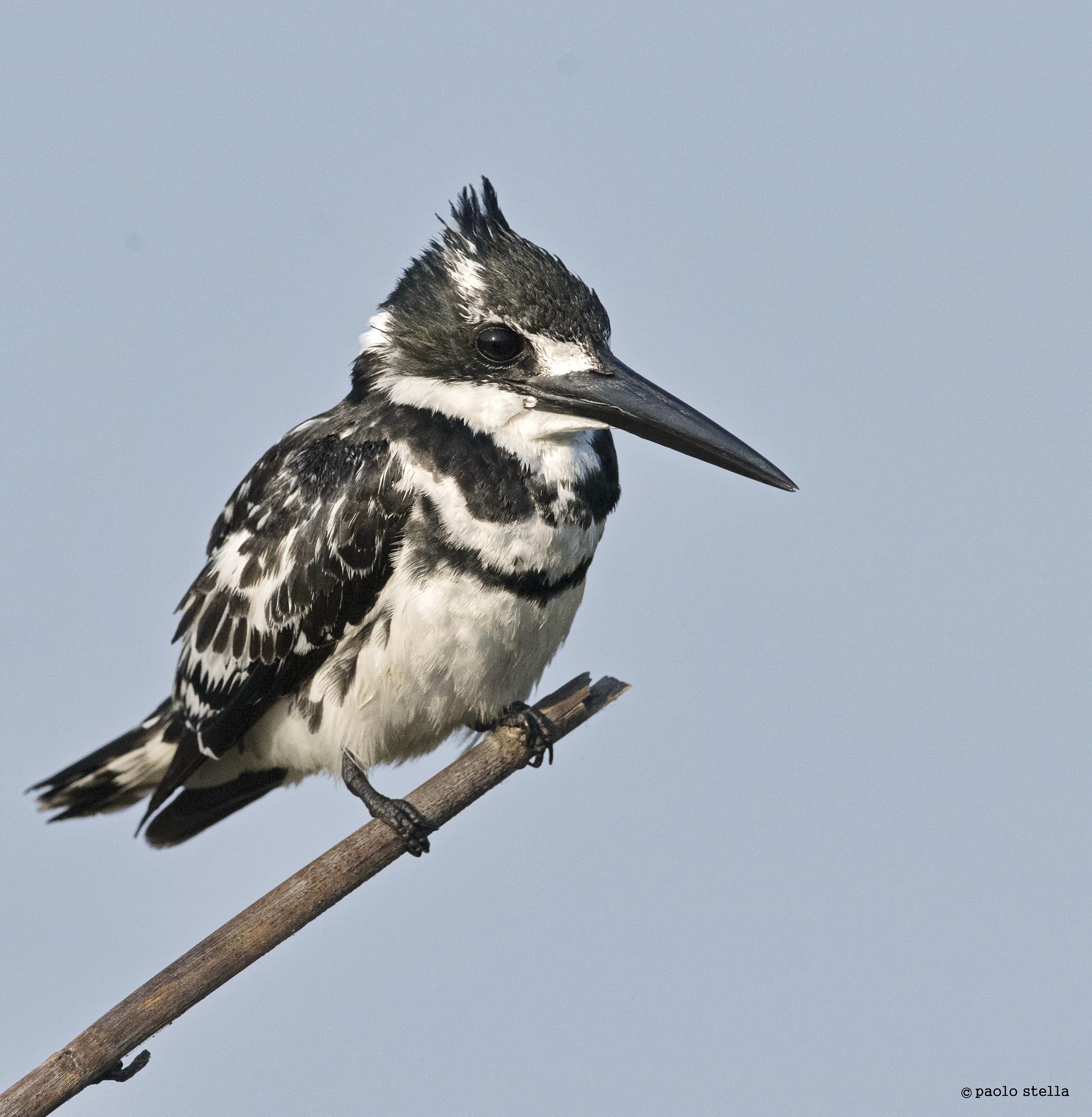 Pied Kingfisher (Ceryle rudis) - 2