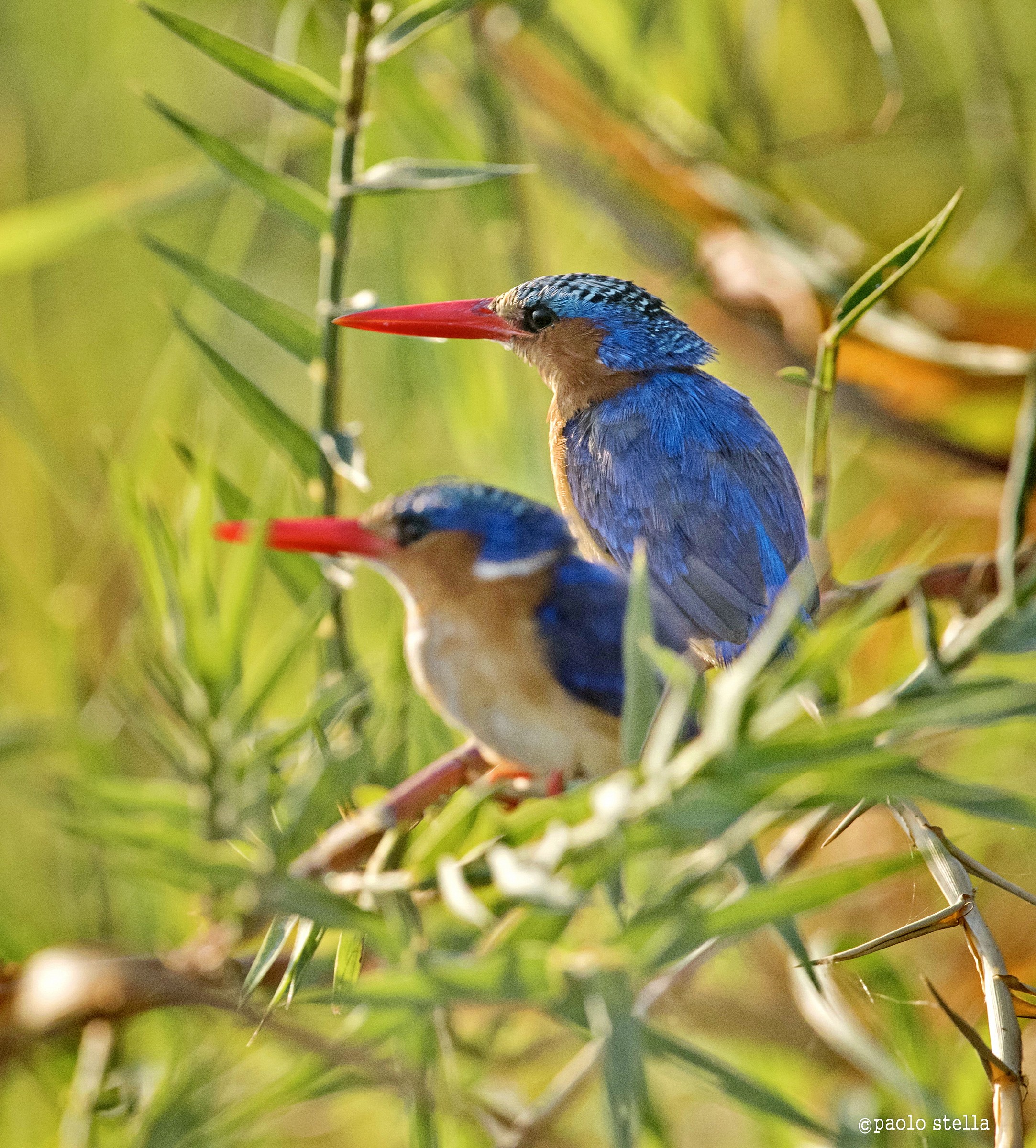 Malachite Kingfisher (Alcedo cristata) - 3