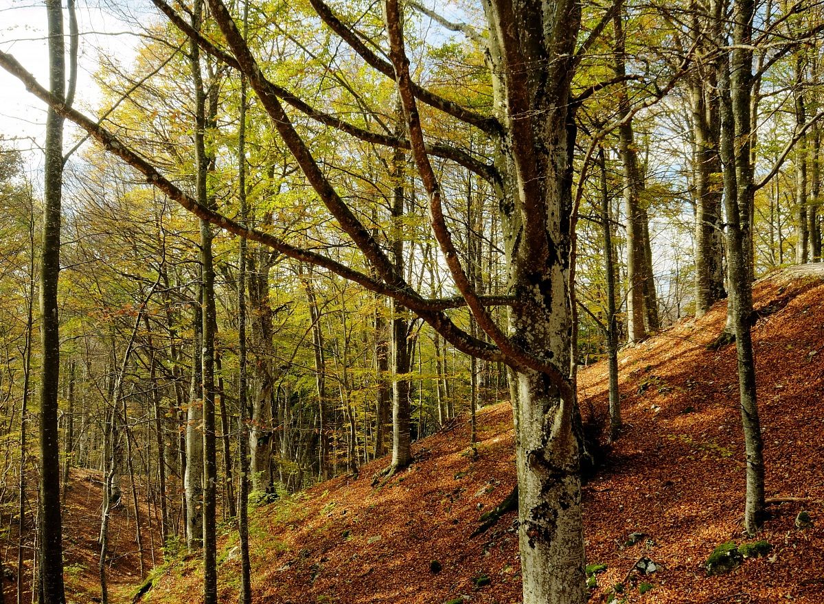 interweaving of the autumn forest!
