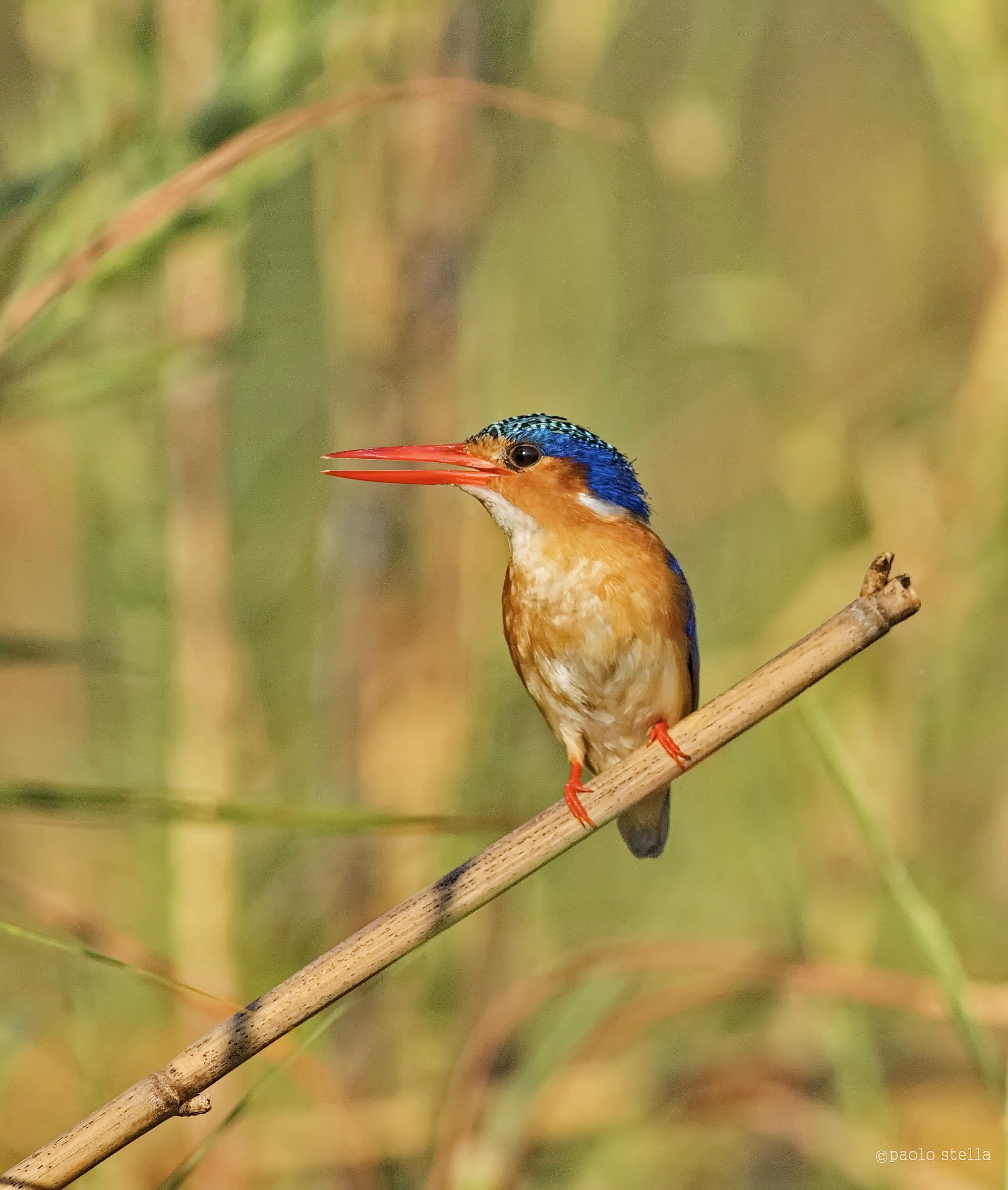 Malachite Kingfisher (Alcedo cristata) - 4