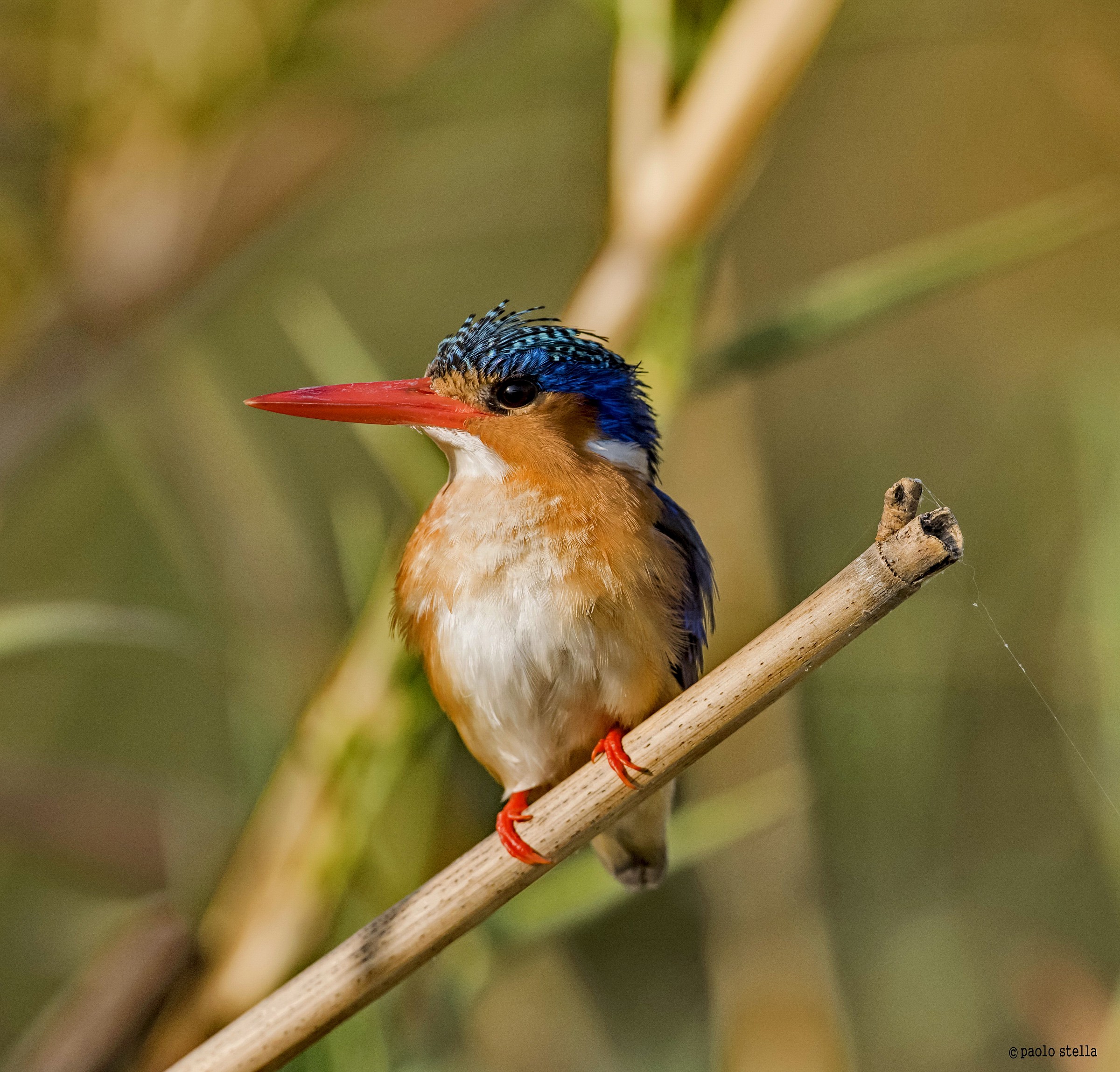 Malachite Kingfisher (Alcedo cristata) - 5