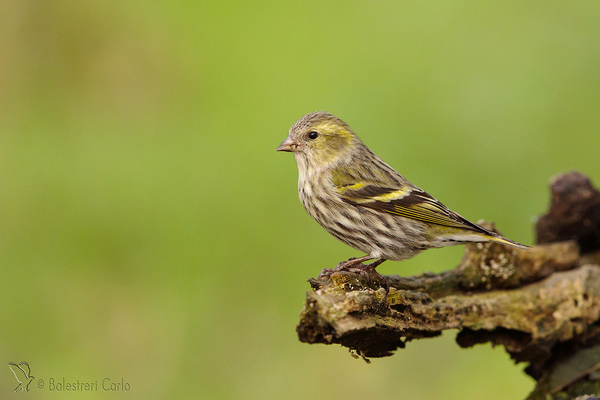 siskin