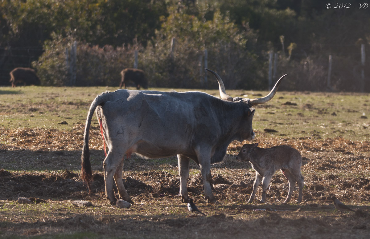 Vacca maremmana
