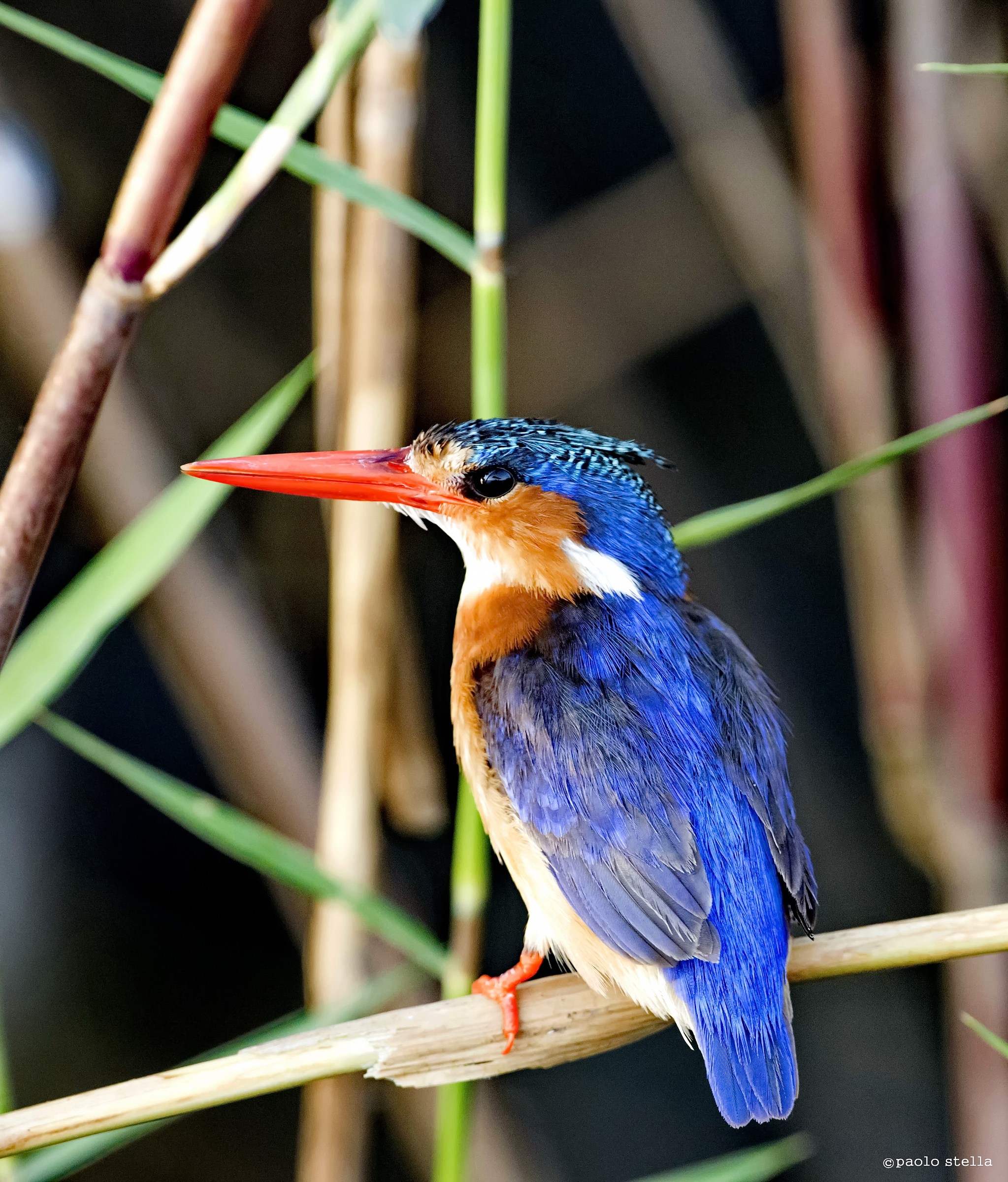 Malachite Kingfisher (Alcedo cristata) - 6