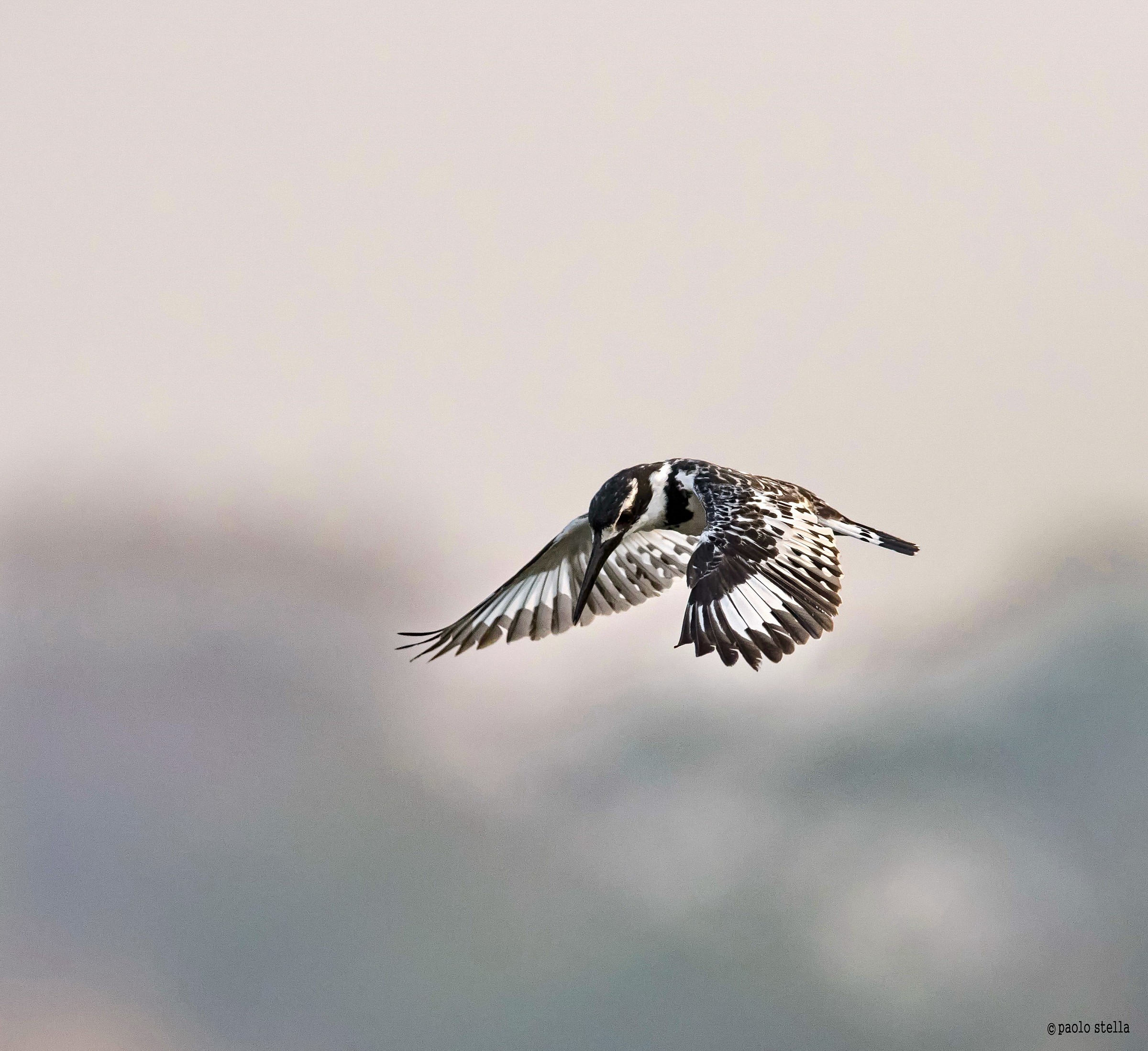 Pied Kingfisher (Ceryle rudis) - 4