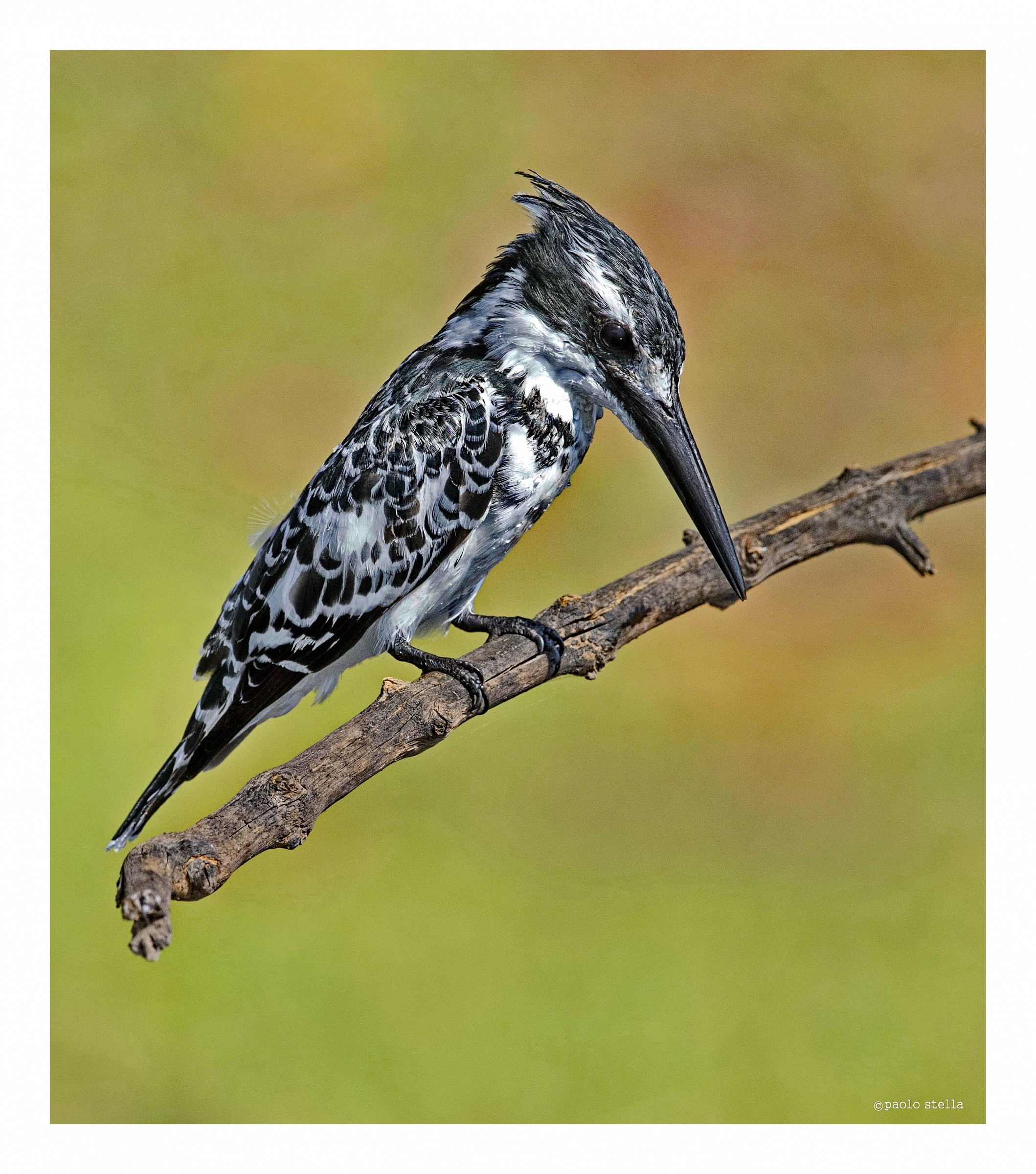 Pied Kingfisher (Ceryle rudis) - 6