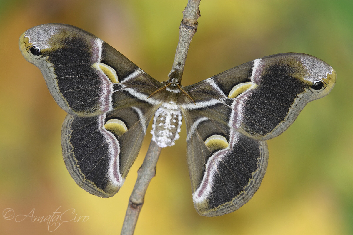 Samia ricini (Donovan, 1798)