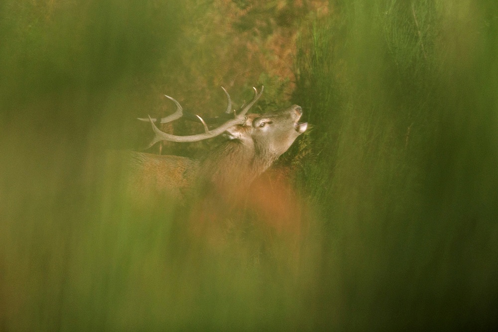 The roar of the deer