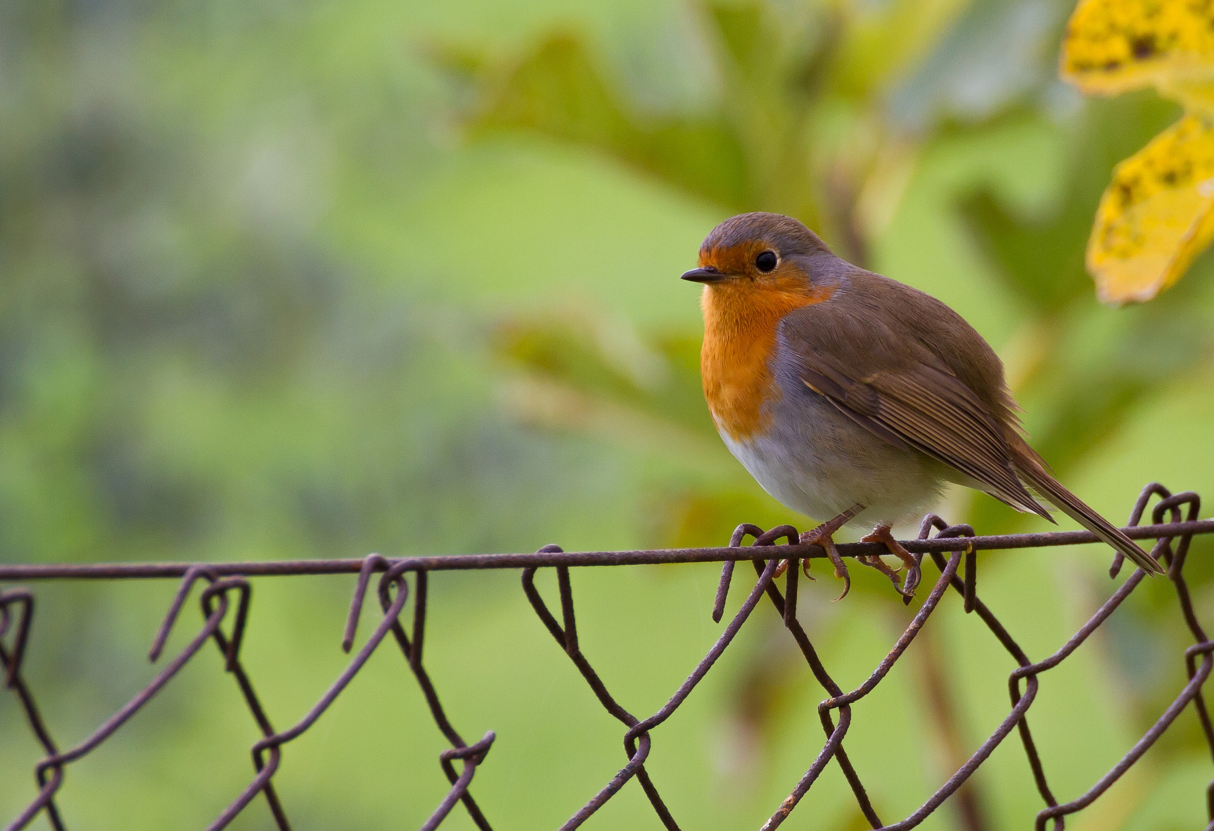 Il cuore oltre l'ostacolo