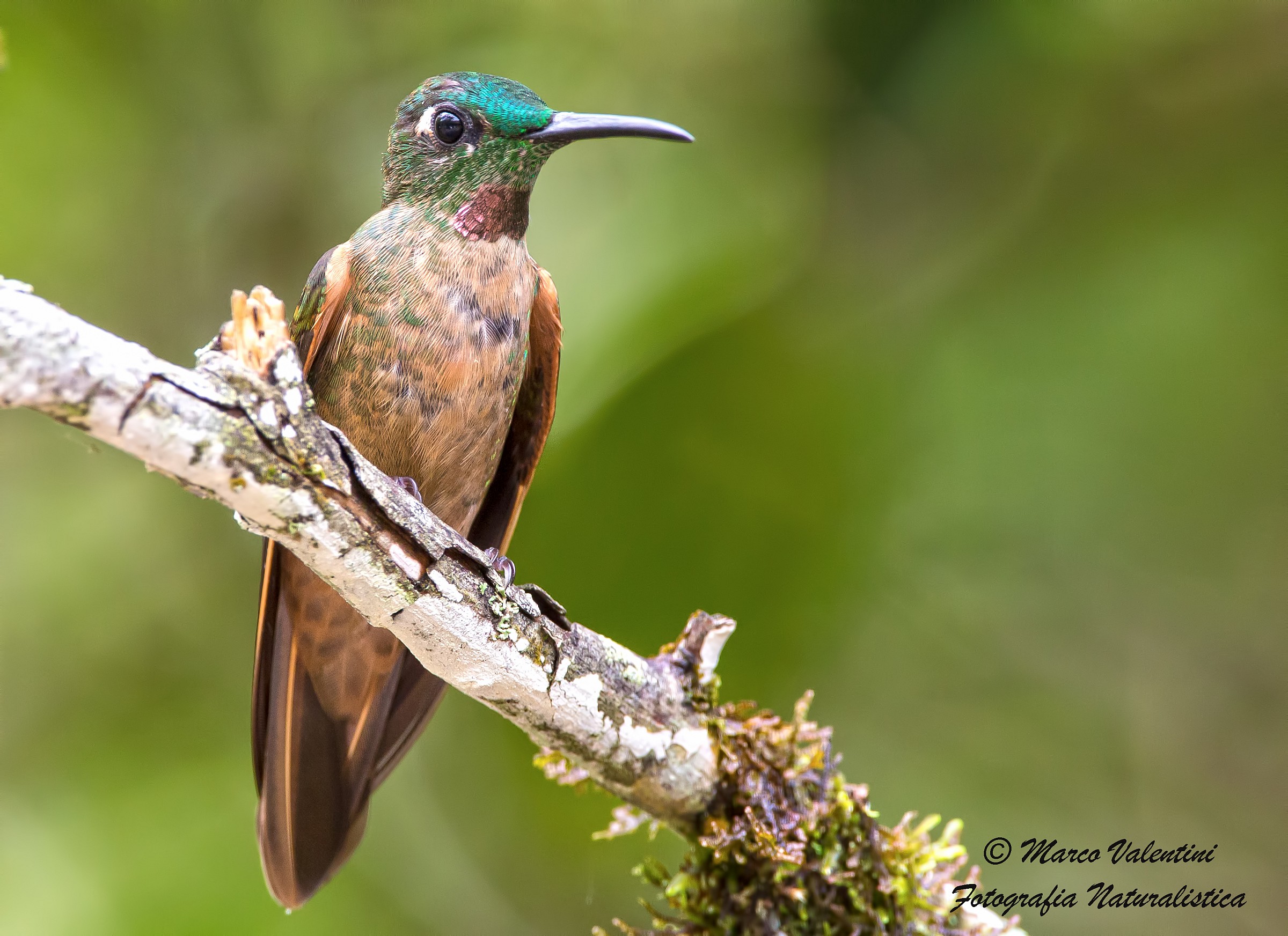 Heliodoxa rubinoides