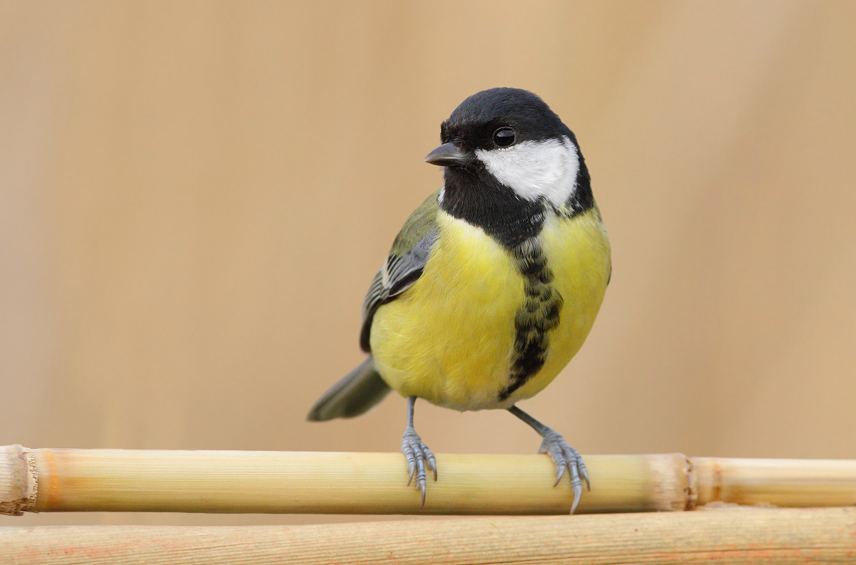 great tit
