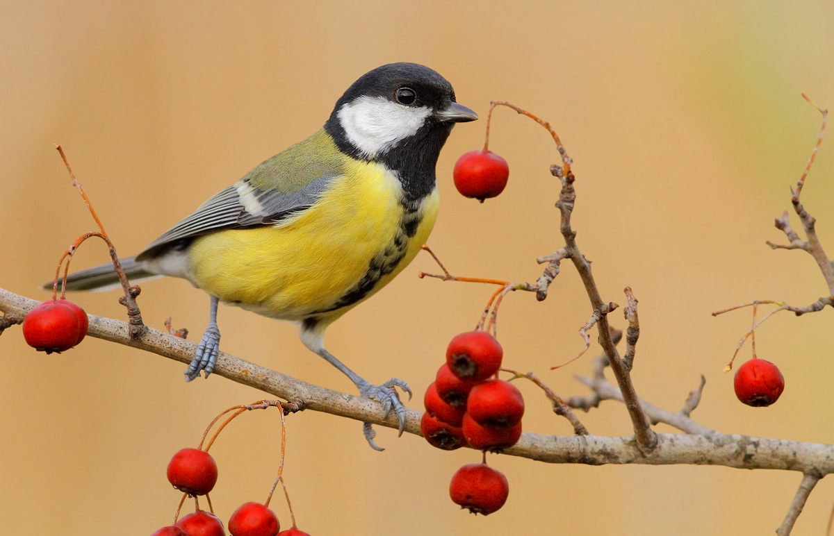 great tit