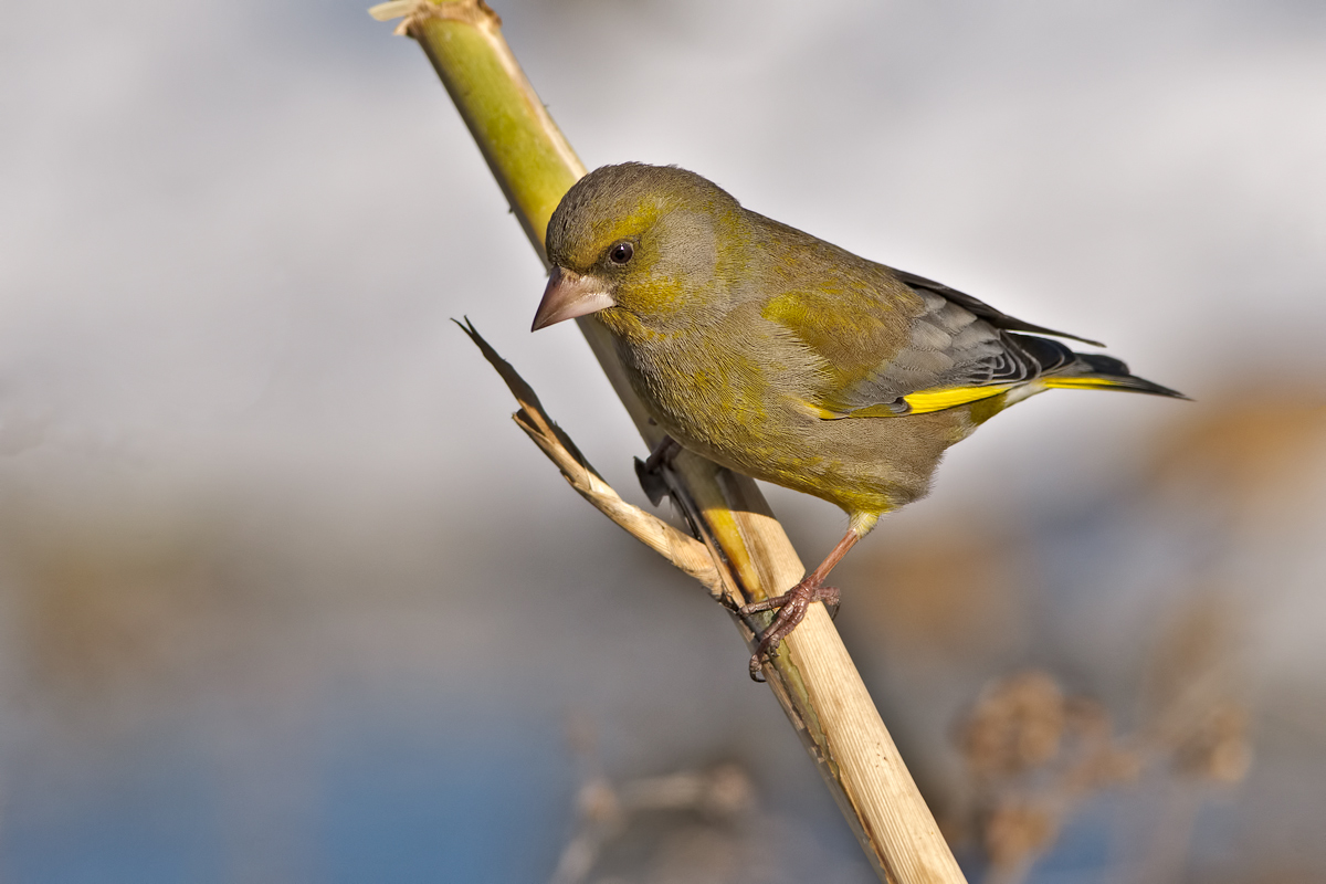 Greenfinch (Carduelis chloris)
