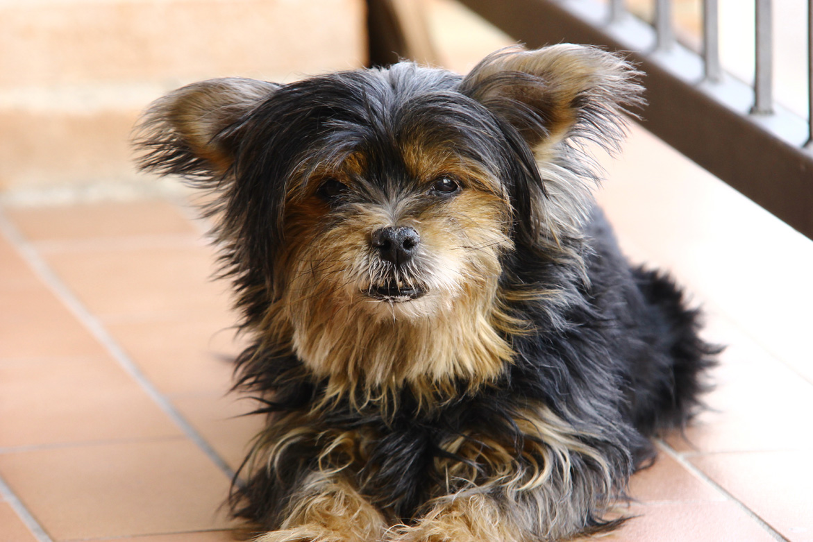 La mia Cagnolina Birba